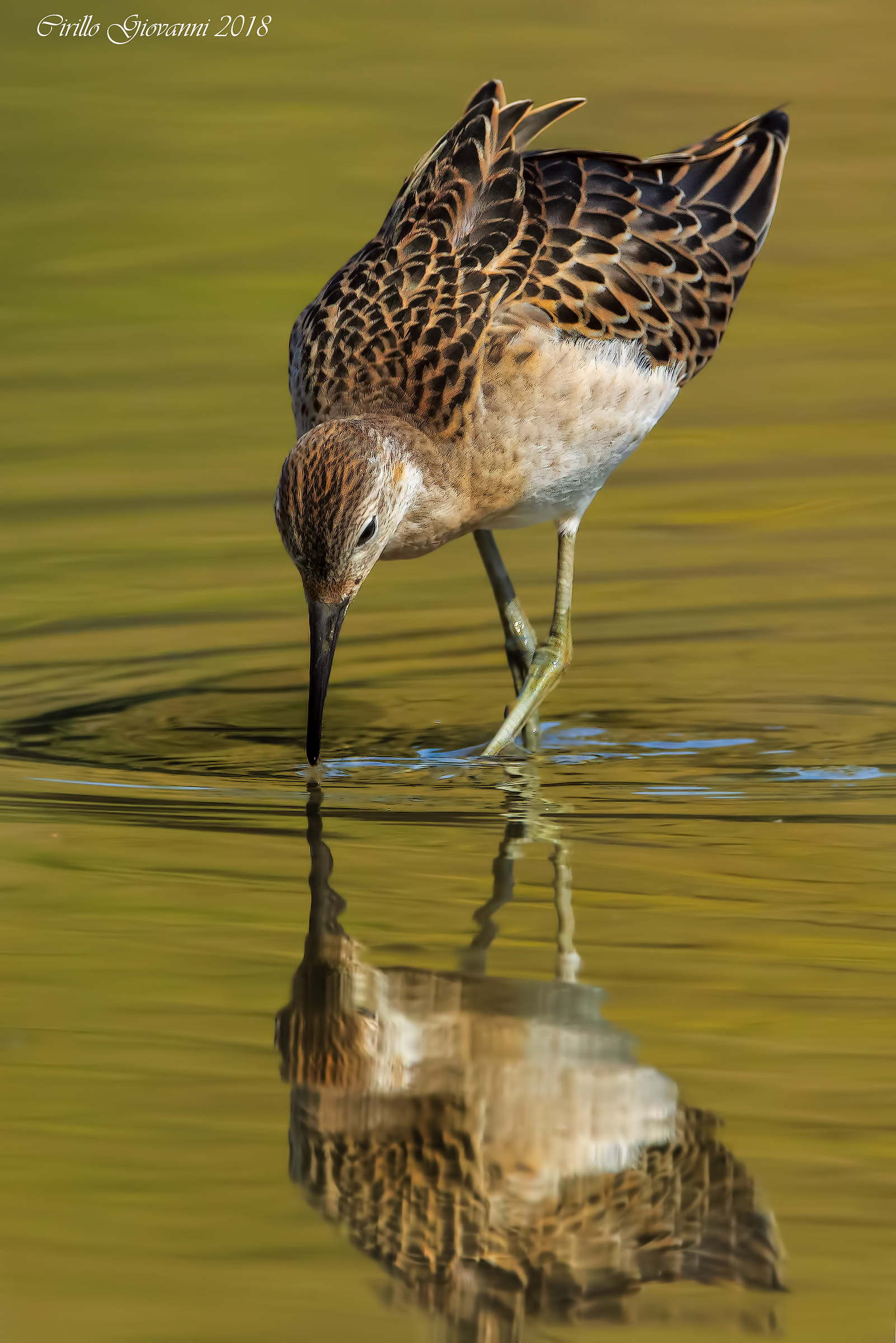 combattente in the gold