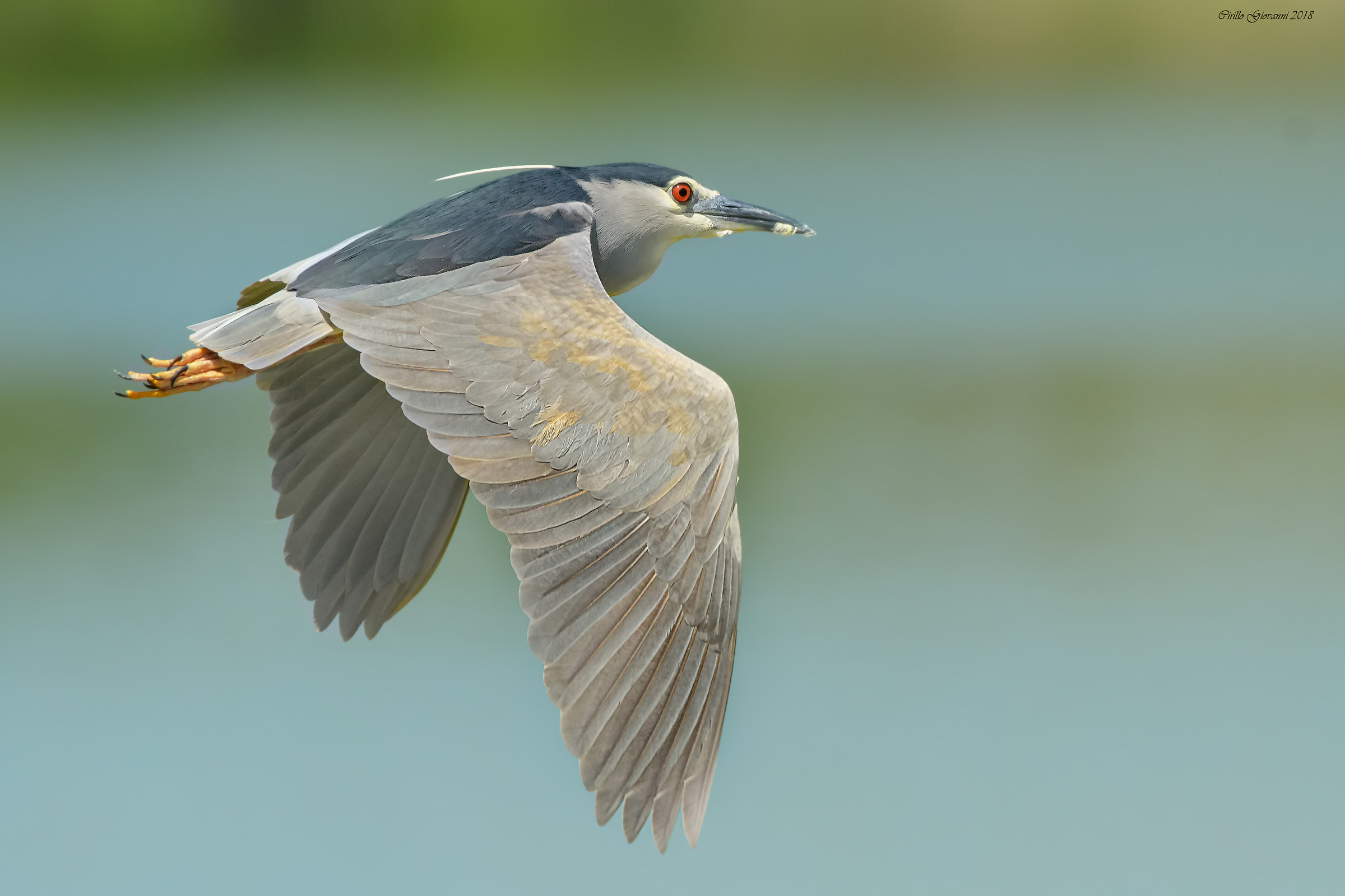 Nitticora adulta in volo