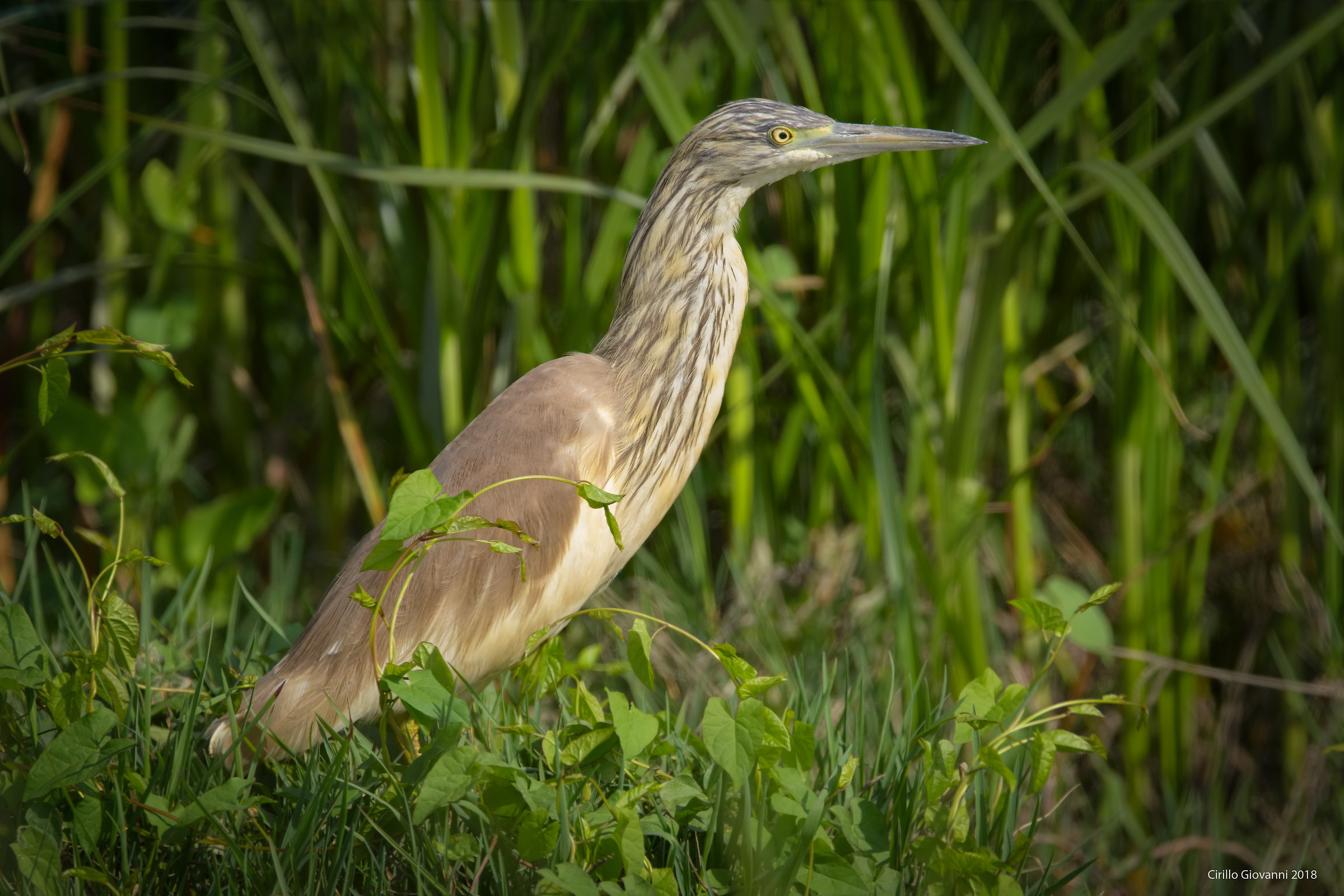 Sgarza ciuffetto in posa da modello