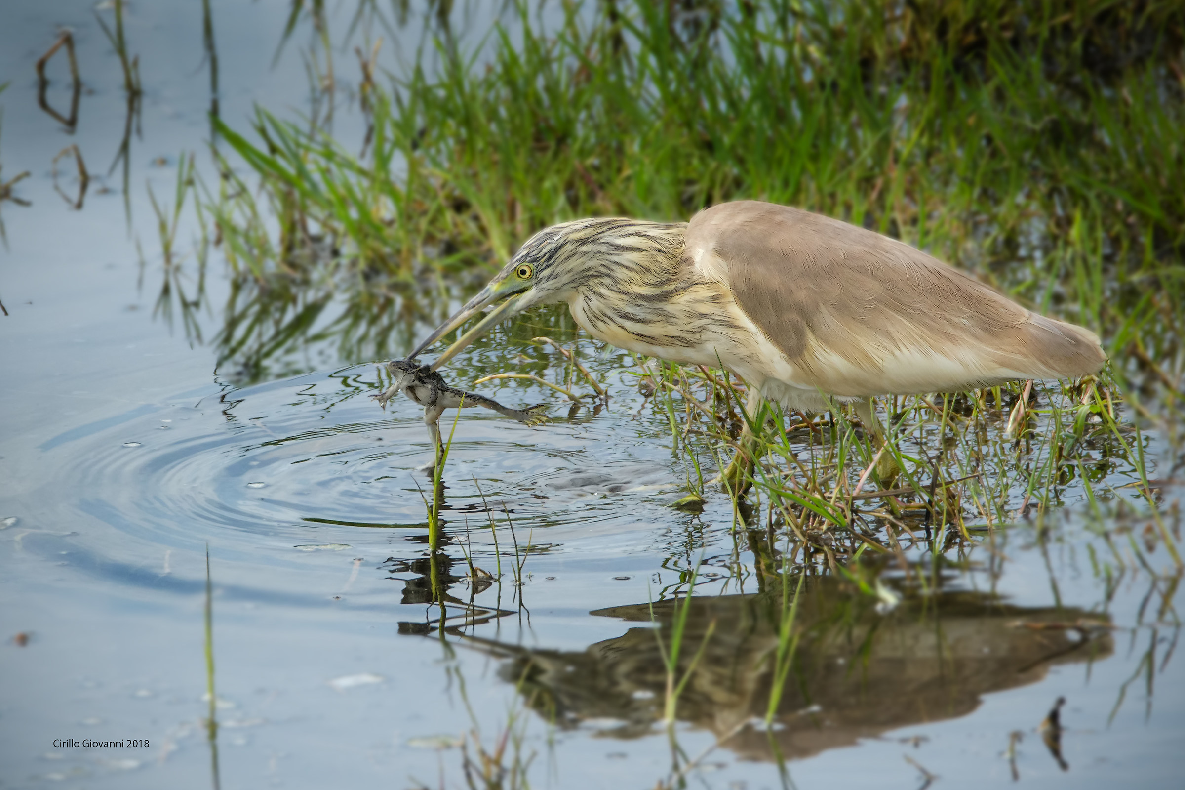 sgarza ciuffetto con preda