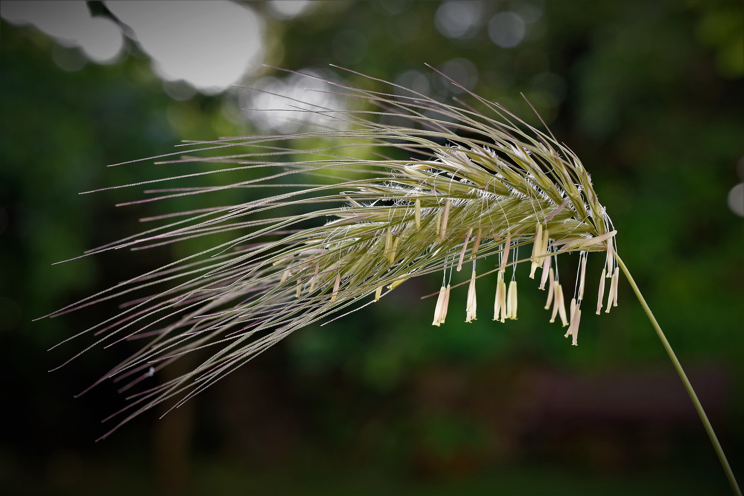 wild wheat blossom