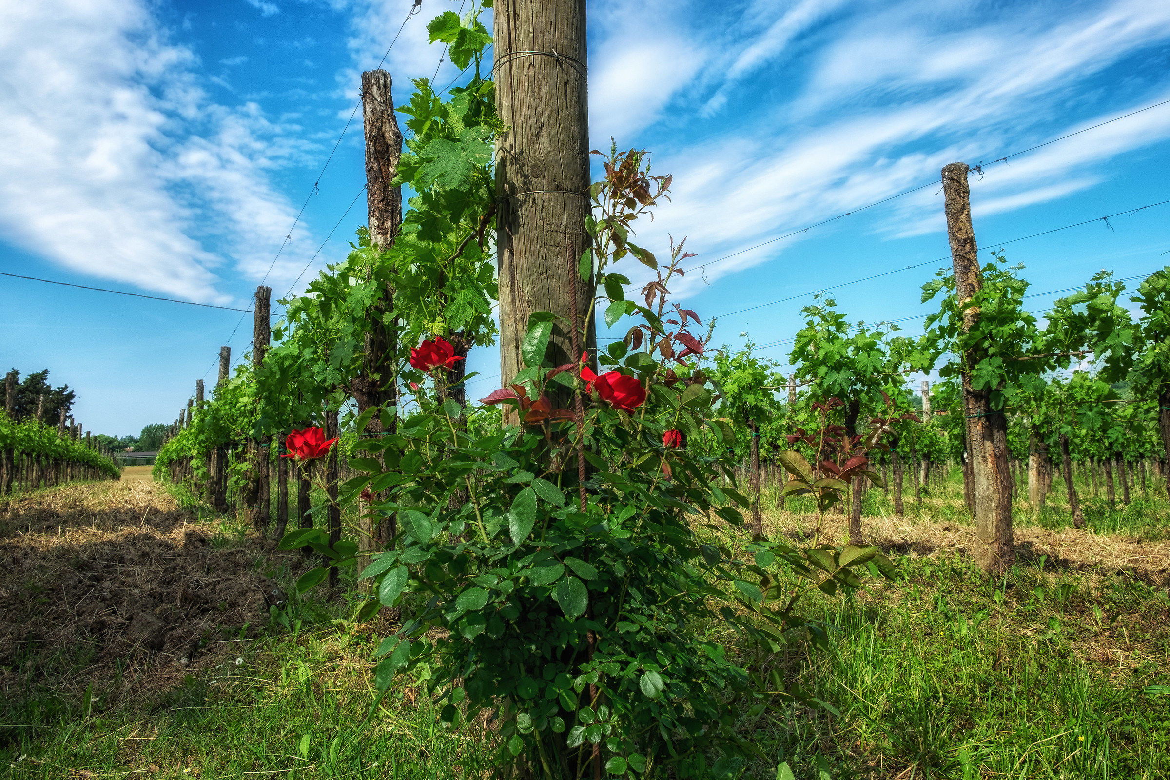 The rebirth of the vineyard