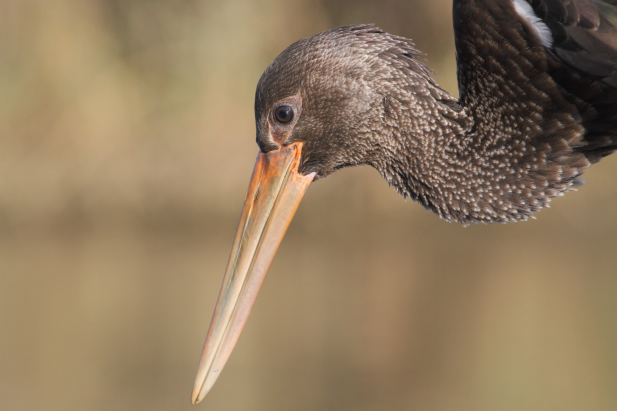 Black Stork