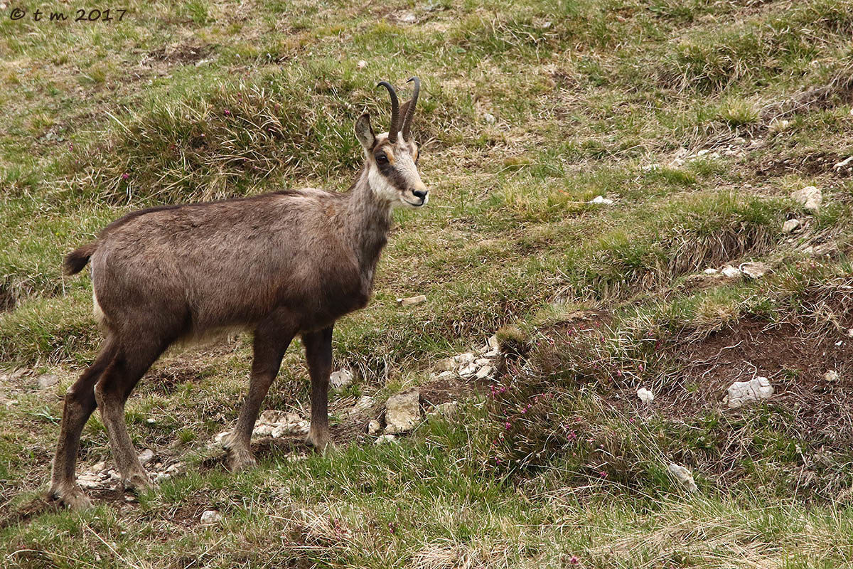 Do not graze the Heather