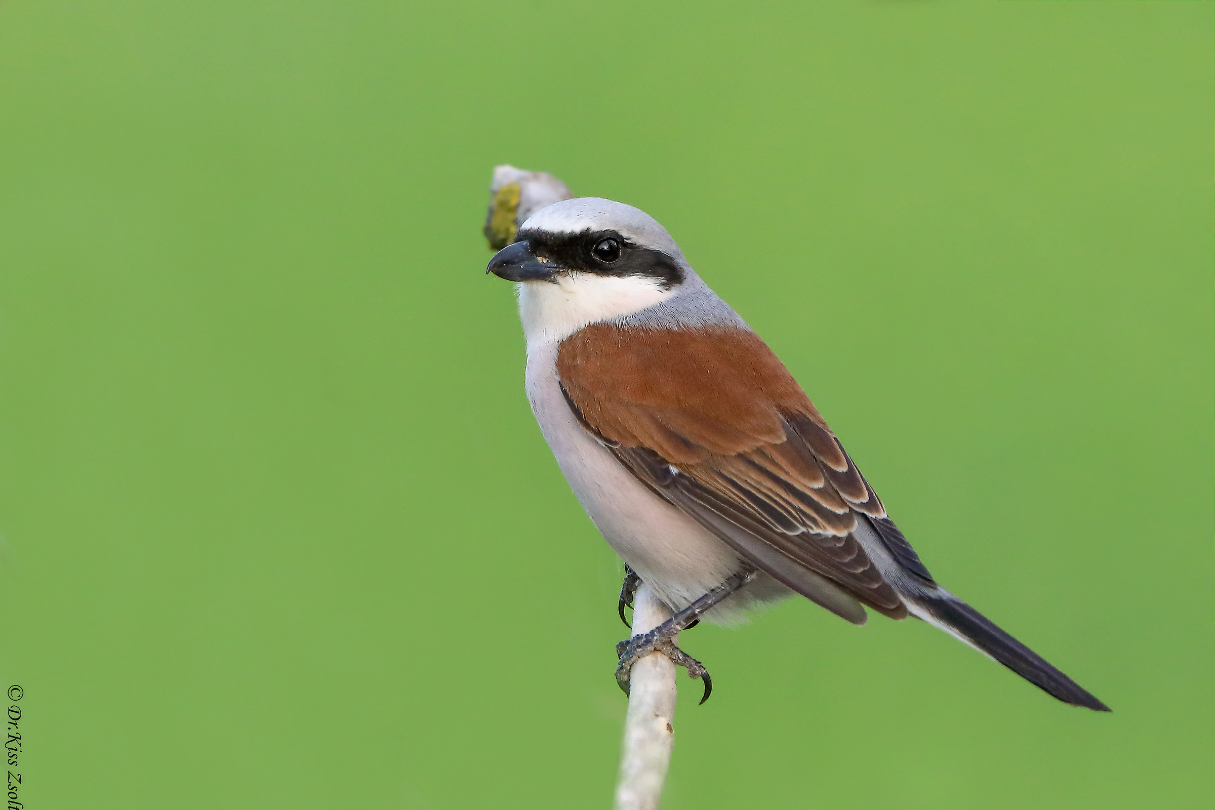 Shrike rosso-di appoggio