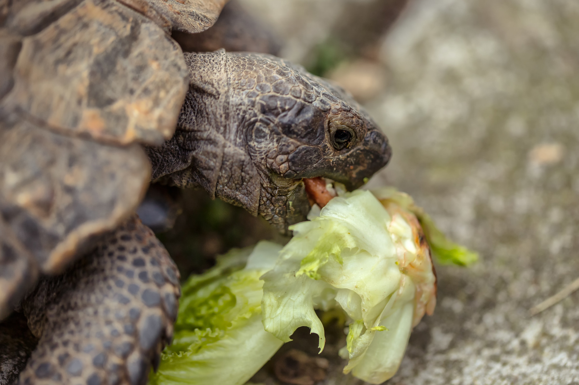 Ugo passione insalata