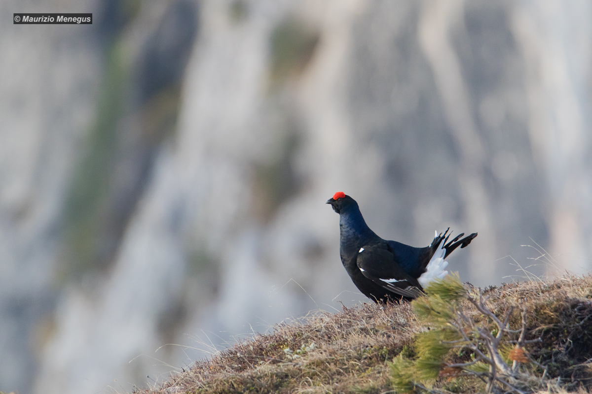 The Rooster controls the Valley