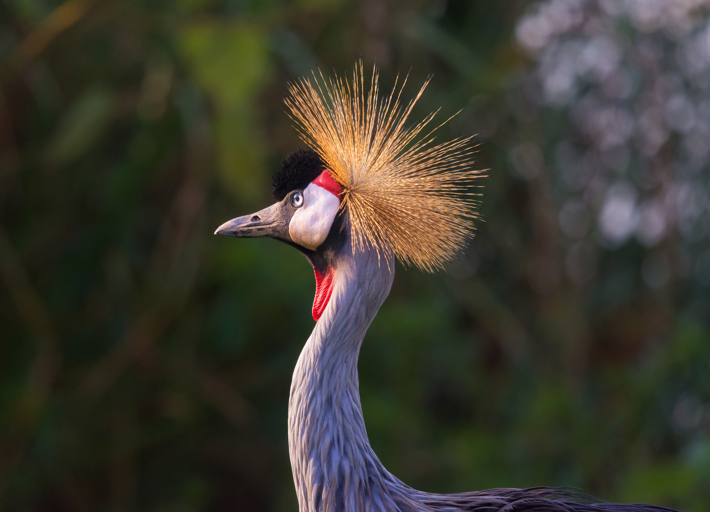 Gru coronata_ Uganda