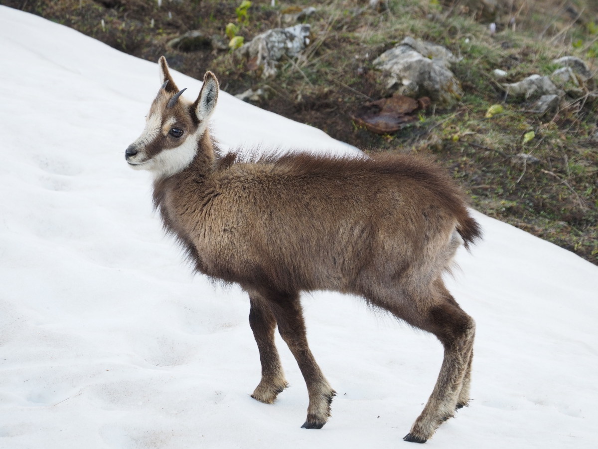 Giovanotto sulla neve