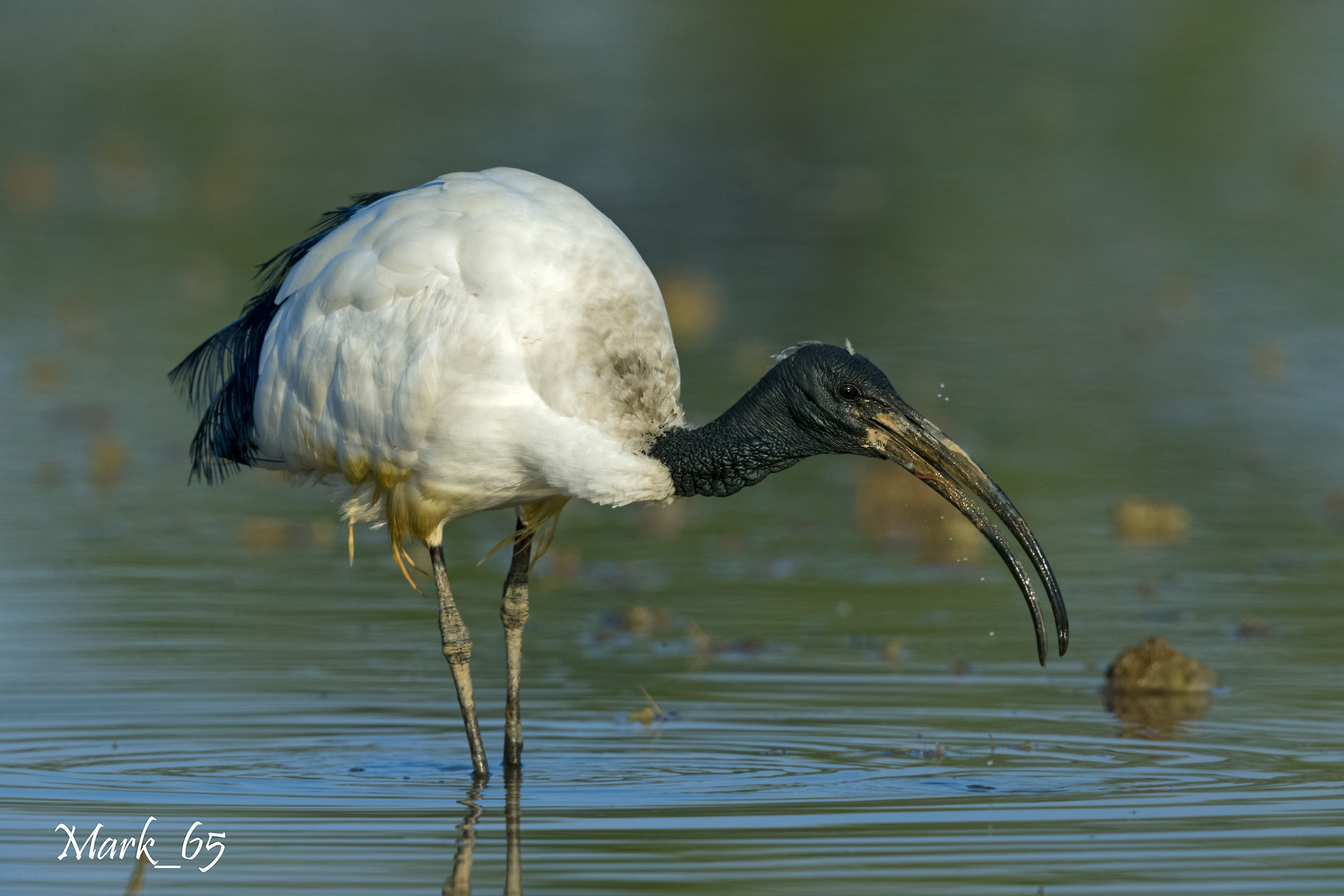 African sacred Ibis