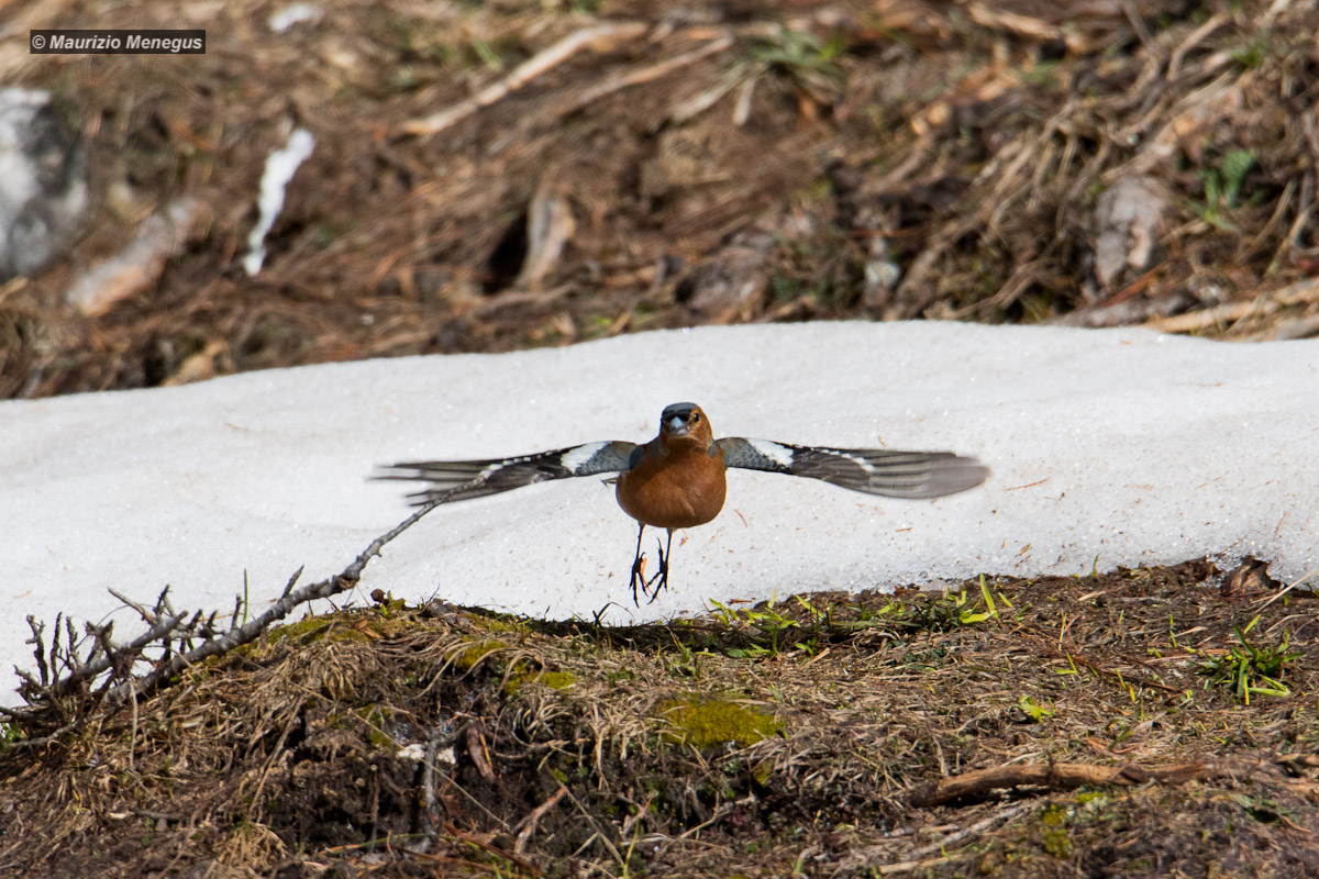 Male chaffinch