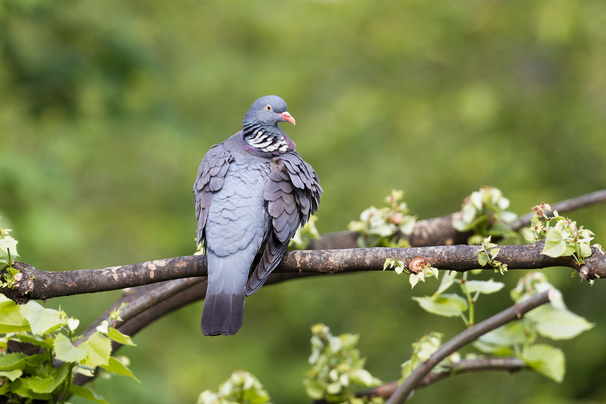Wood pigeon (Columba palumbus) ...