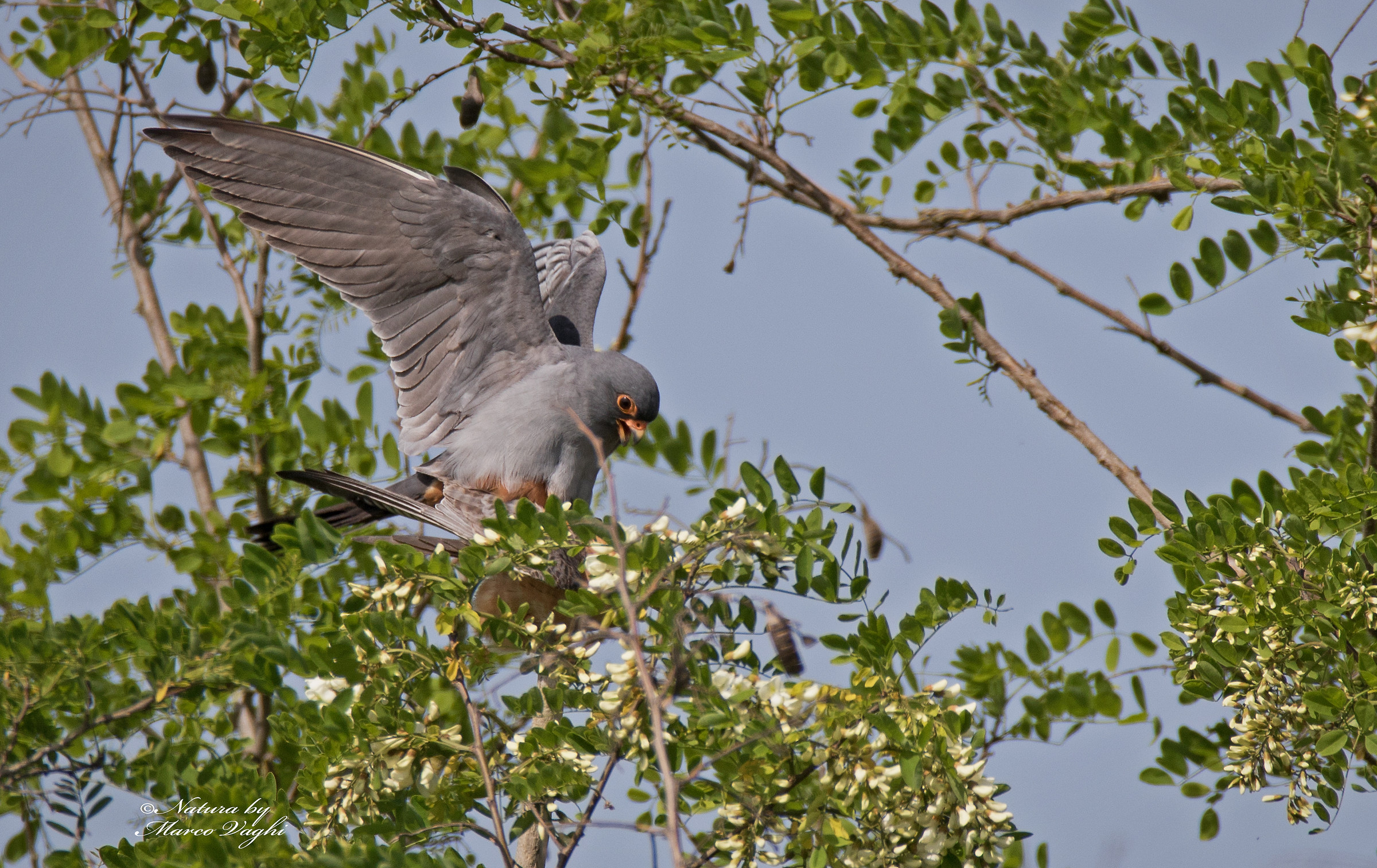 Falco cuculo M.Falco vespertinus