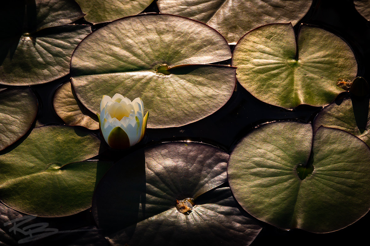 Lotus