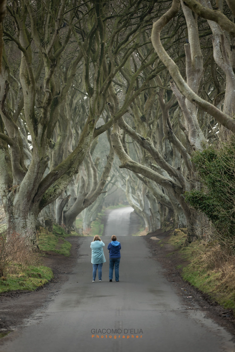 The Dark Hedges