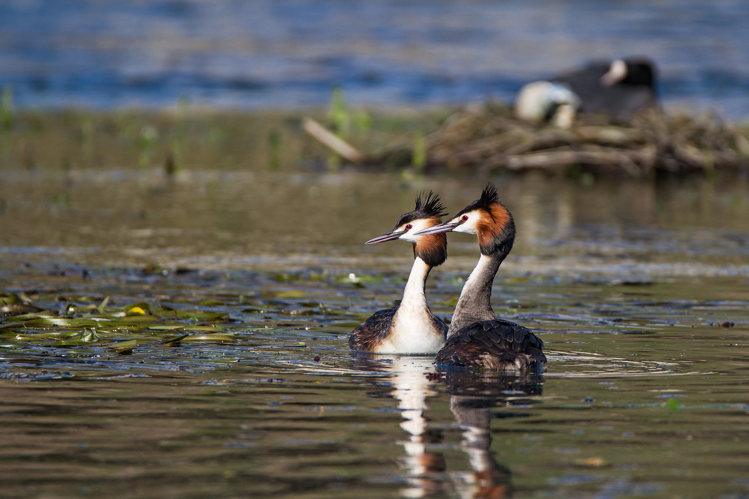 Great Crested Grebe