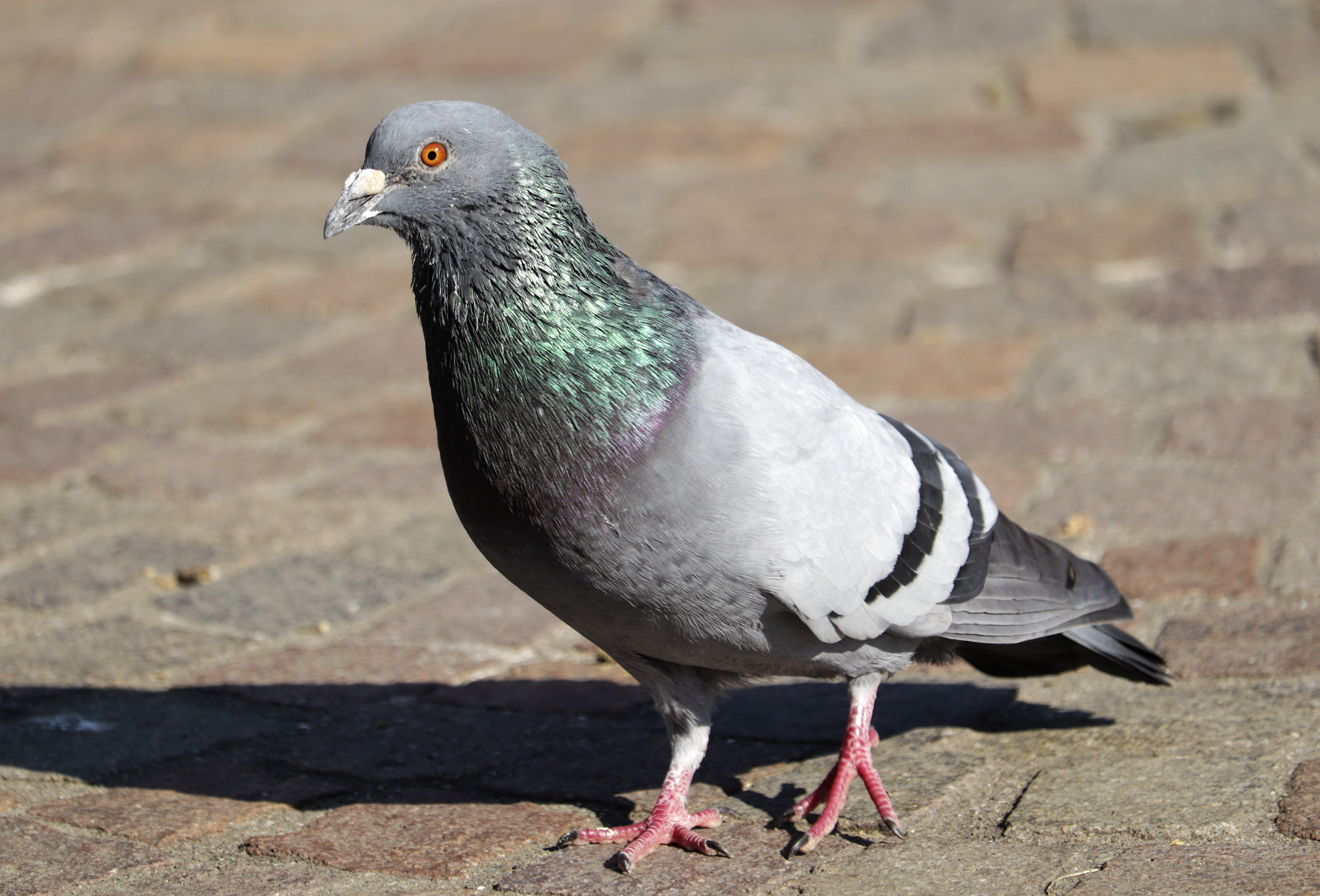 Sei proprio un piccione