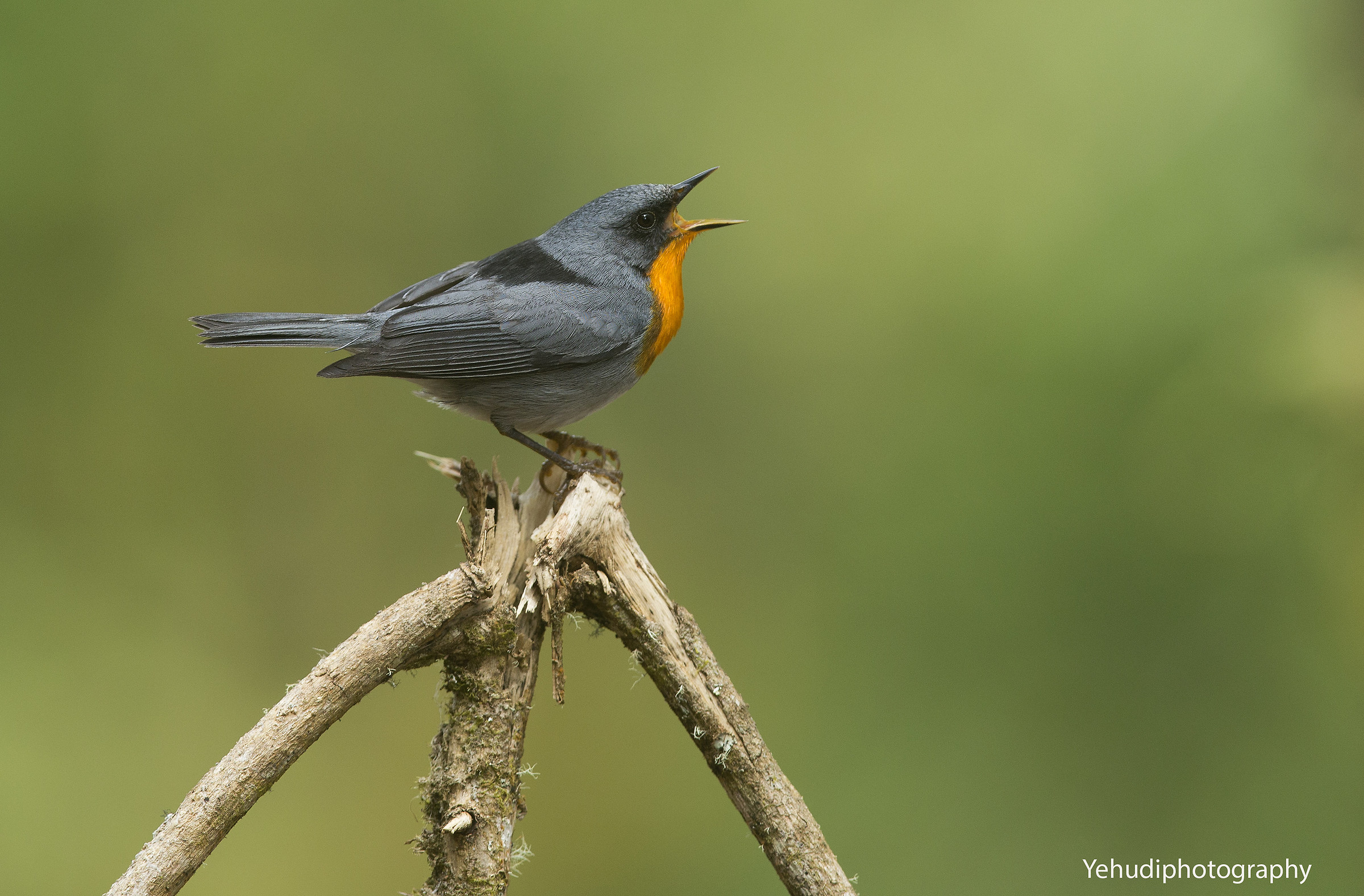 Throated warbler fiamma