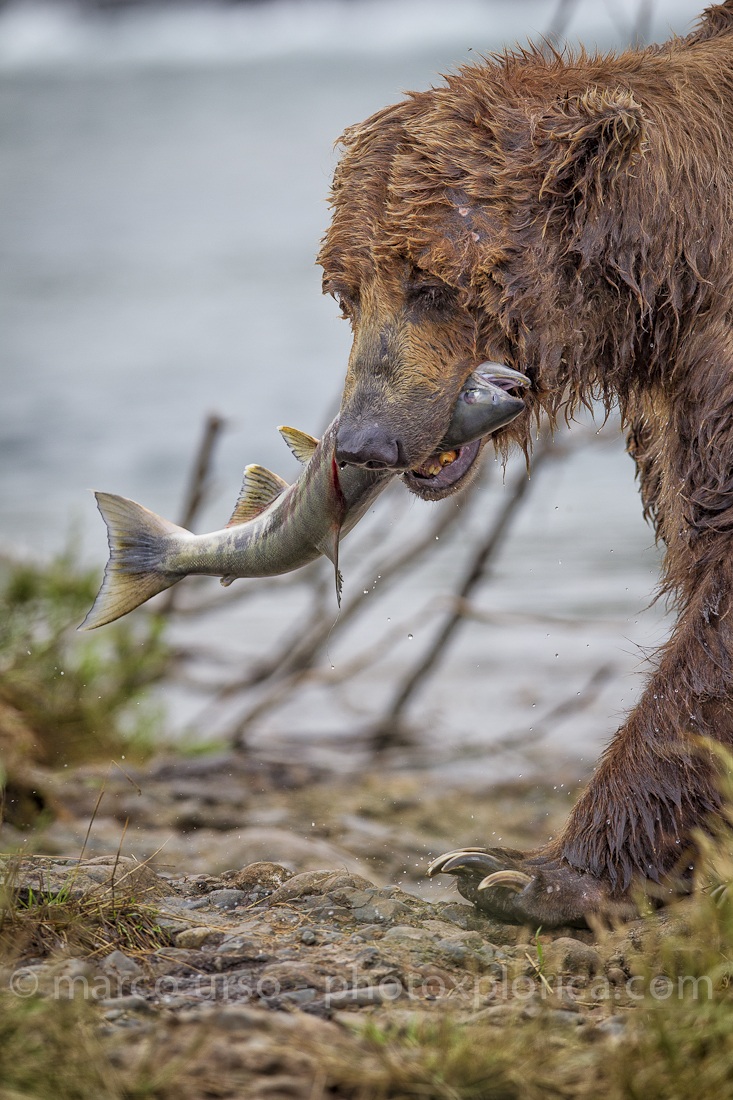 Katmai - Alaska