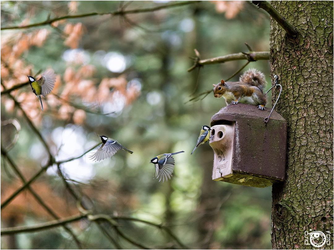 Birding with special guess