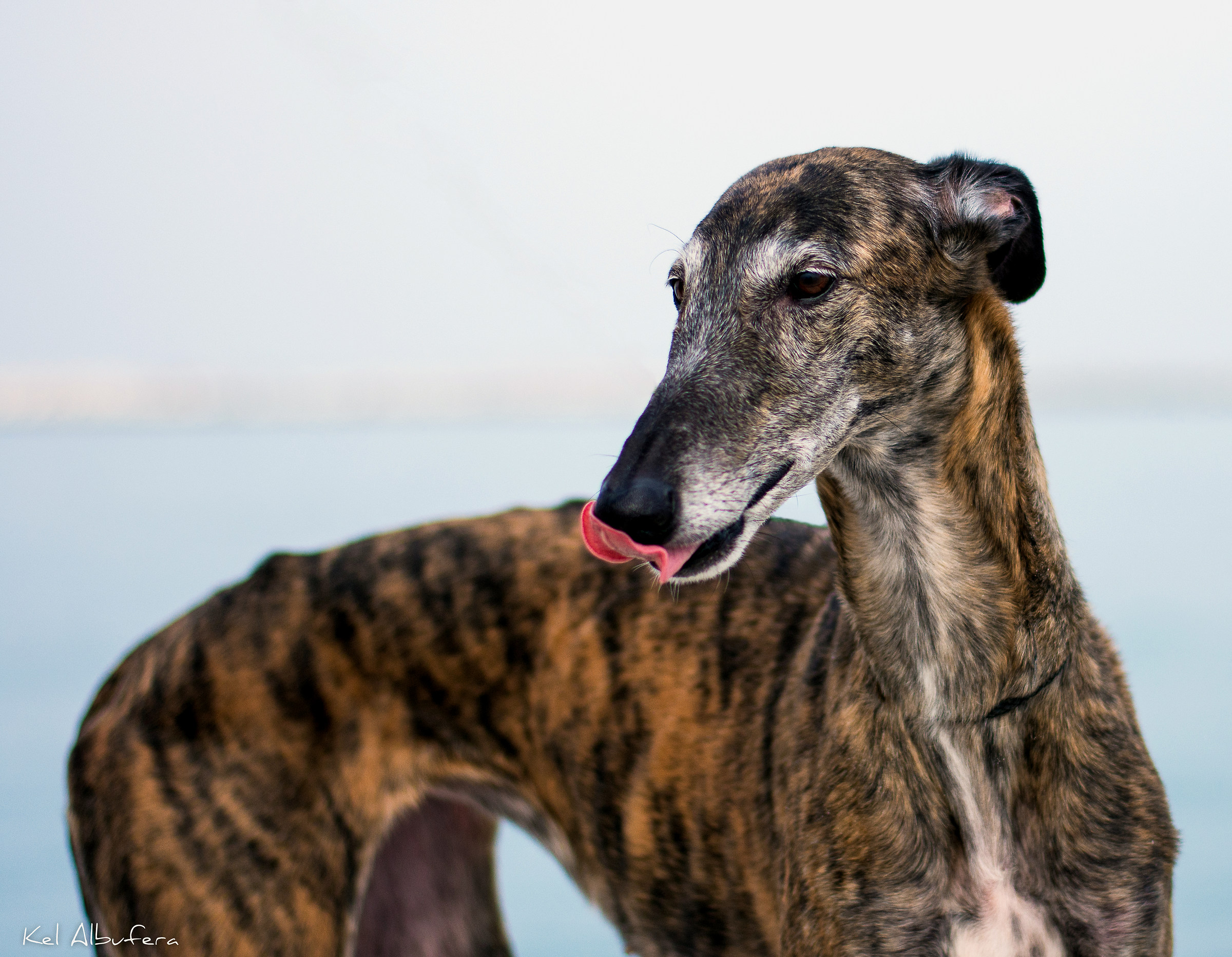 Bufera, galgo español