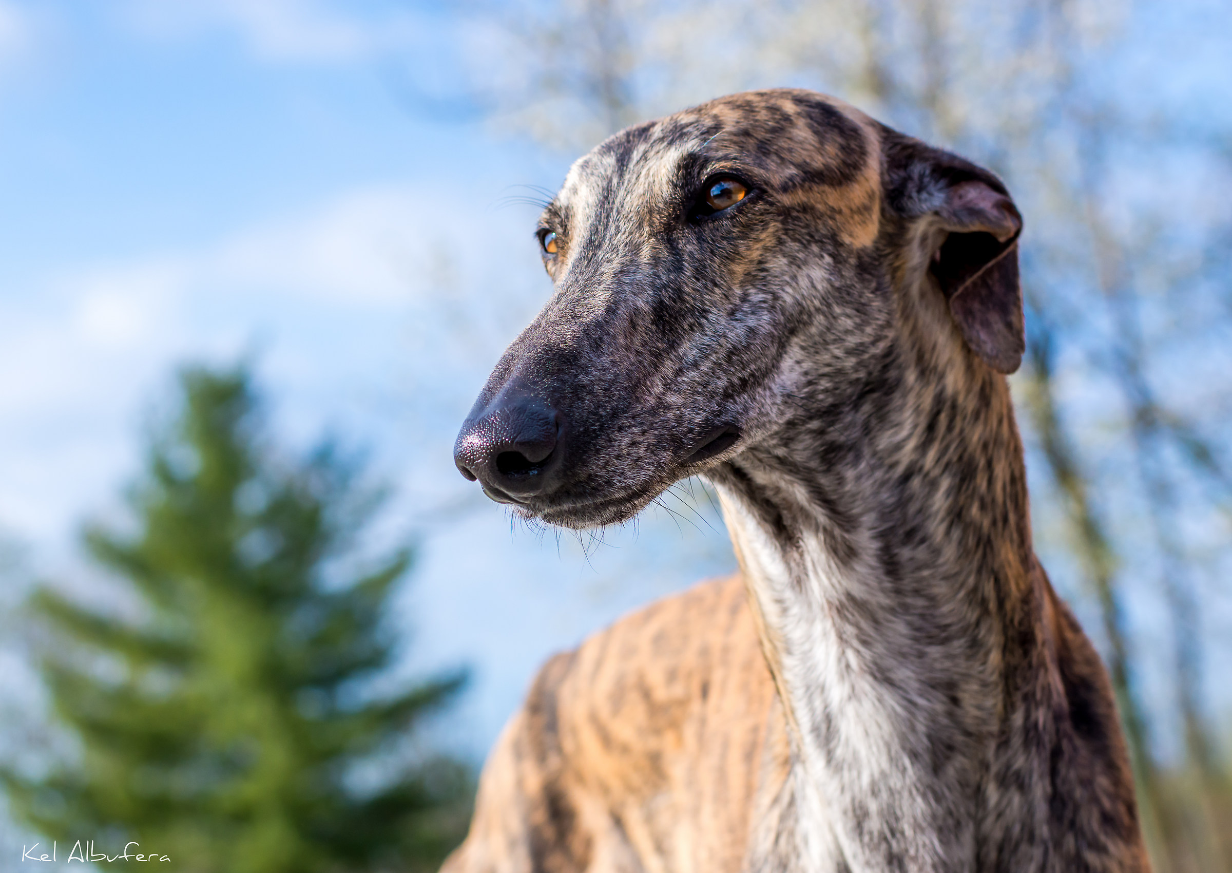 Cautivo, galgo español
