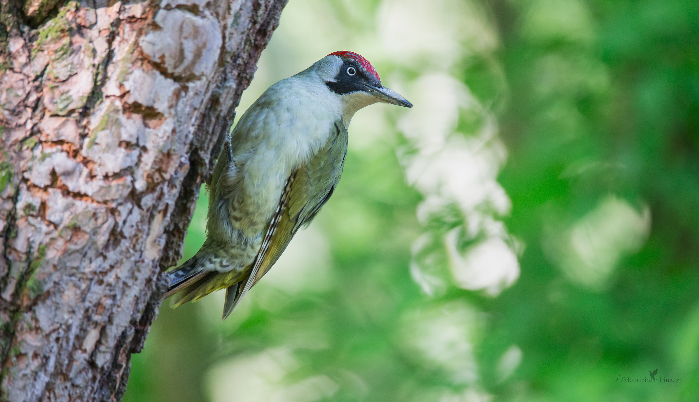 Picchio verde femmina-picus viridis.