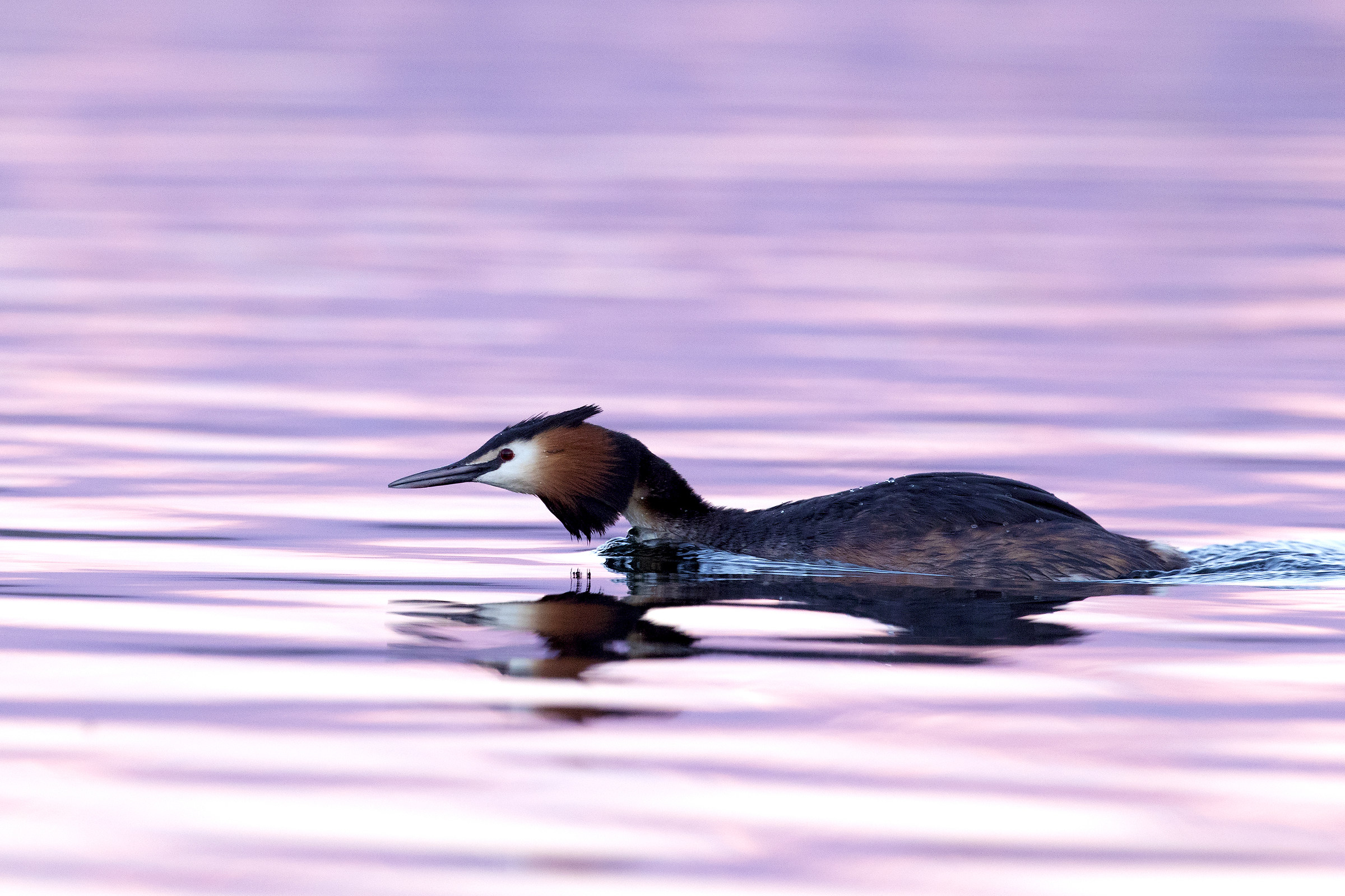 Svasso maggiore all'alba