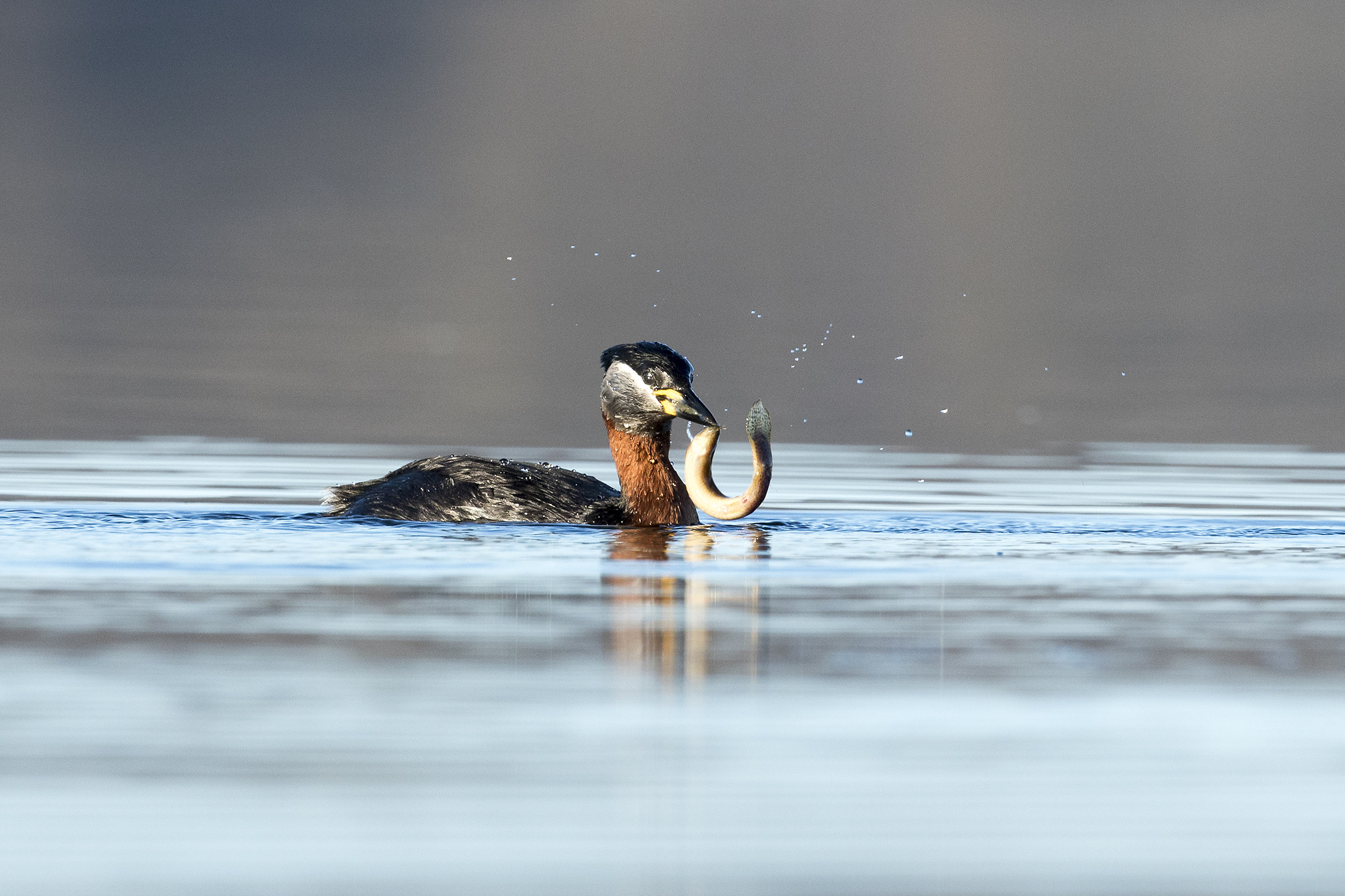 Red-necked grebe at meal