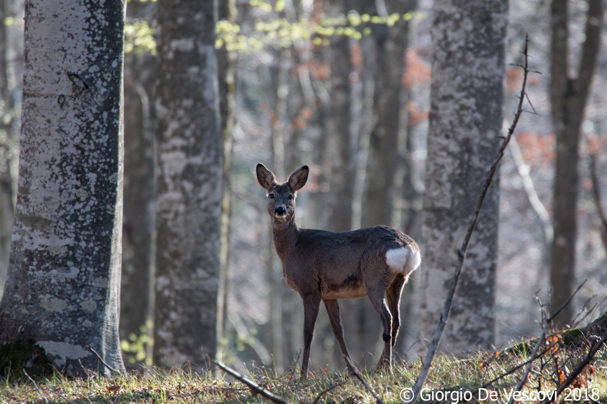 Capriolo nel bosco
