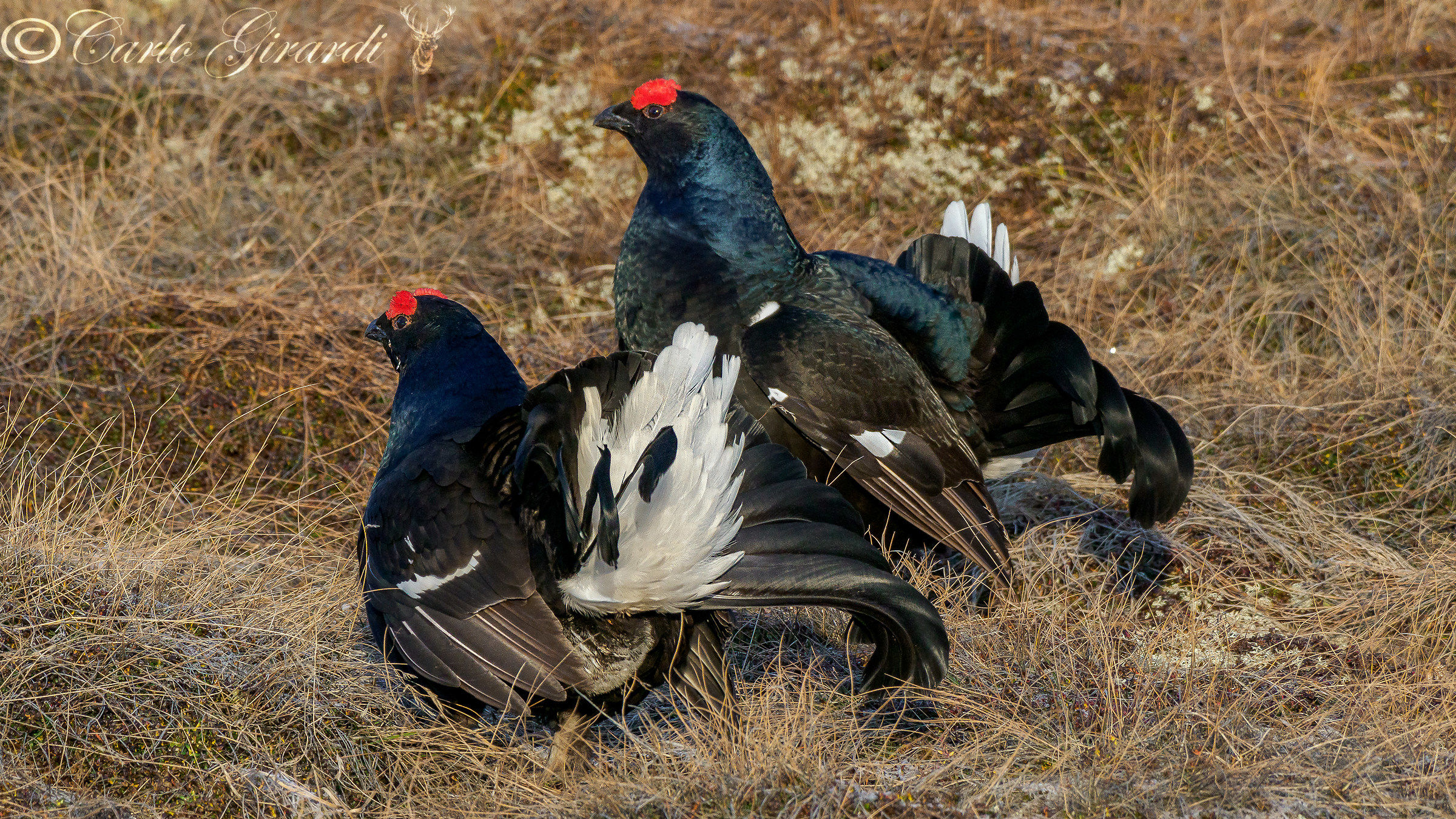 The two contenders black grouses