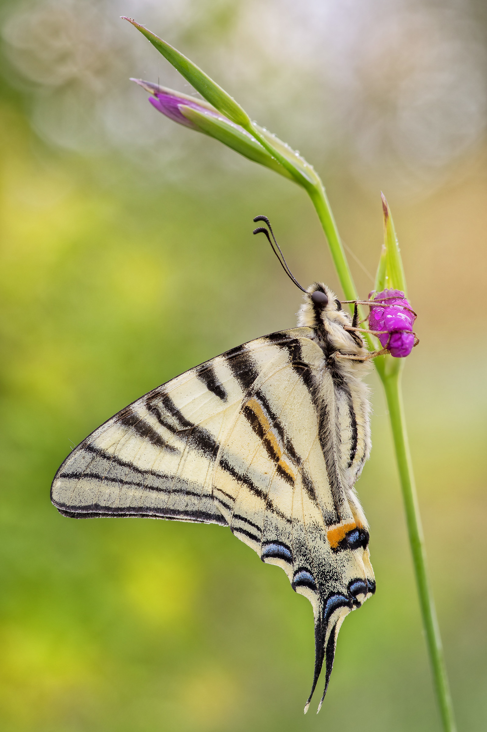 Iphiclides podalirius (Linnaeus, 1758)