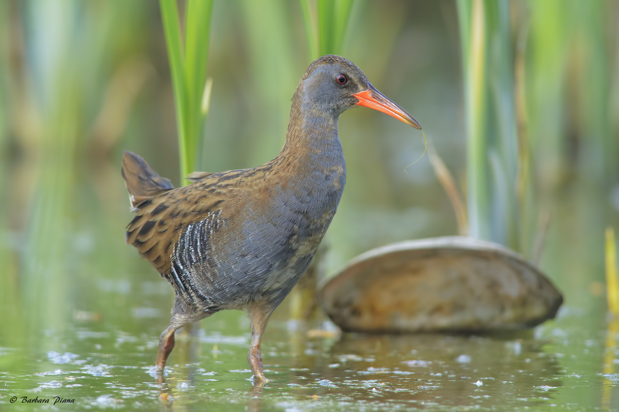 Water rail