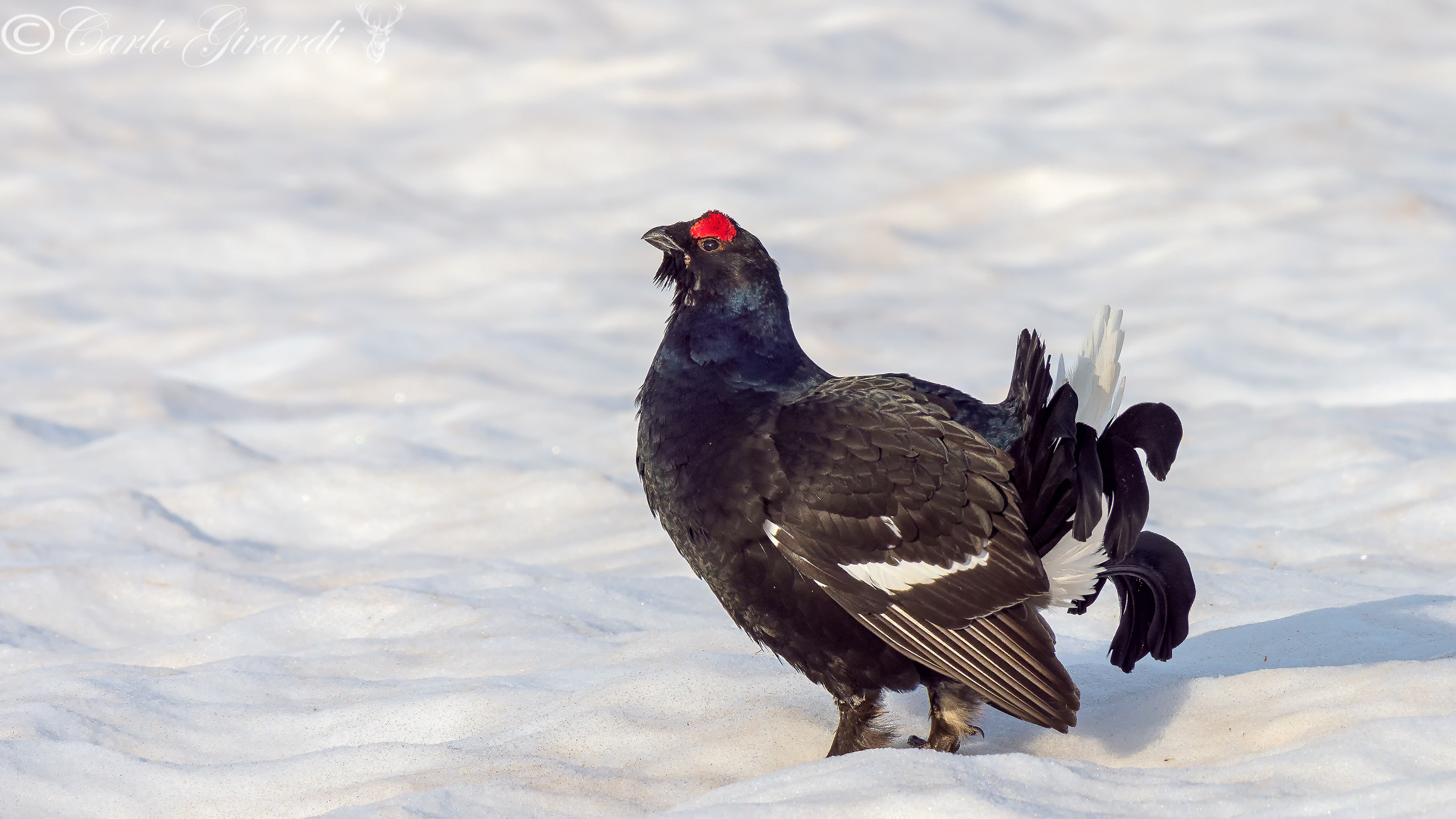 Black grouse (grouse)