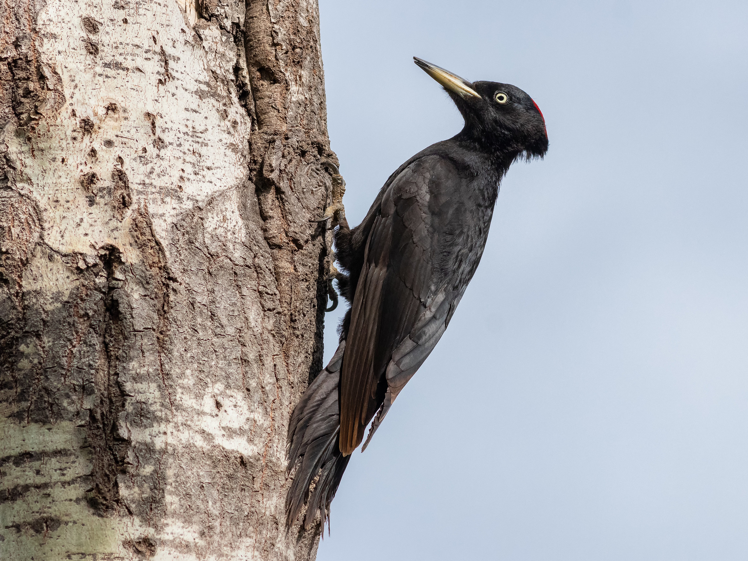 Black Woodpecker (female)