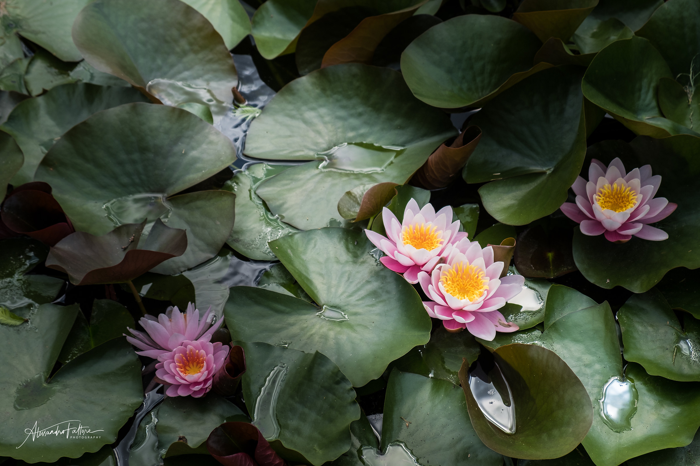 Fiori di loto e raggi di luce