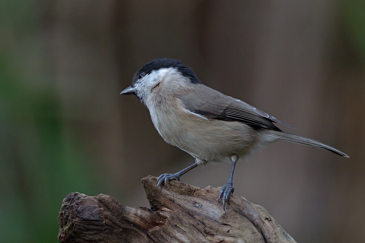 Cincia Bigia (Parus palustris)