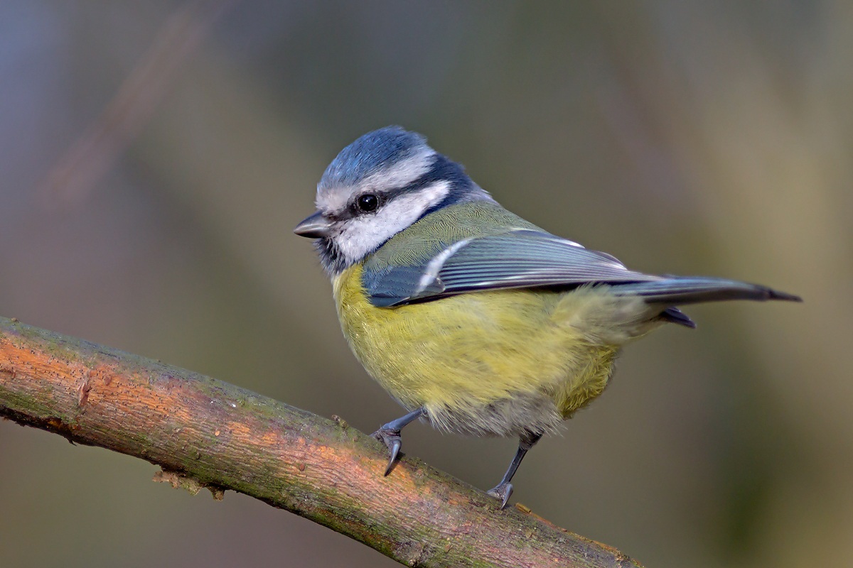 Cinciarella (Cyanistes caeruleus)