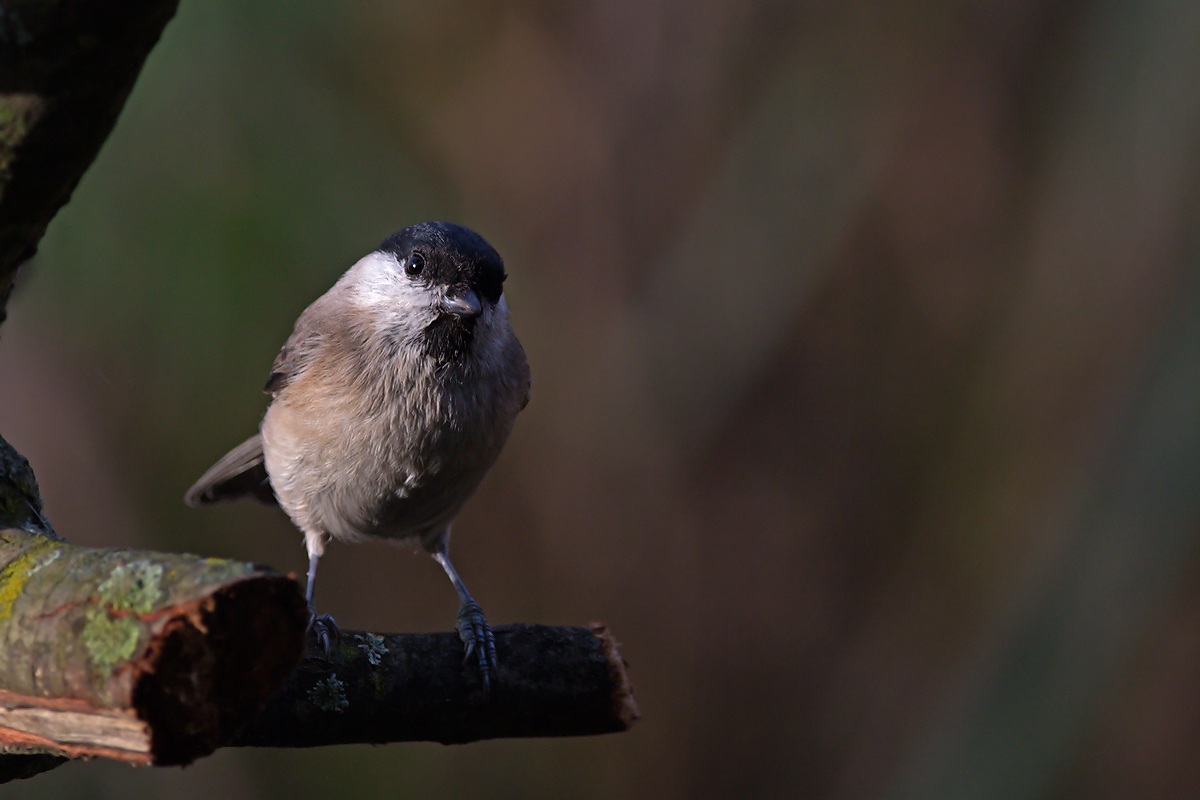 Cincia Bigia (Parus palustris)