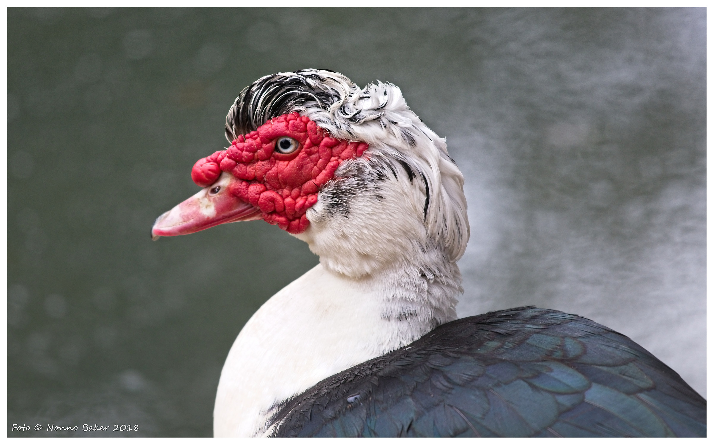 Sguardo fiero