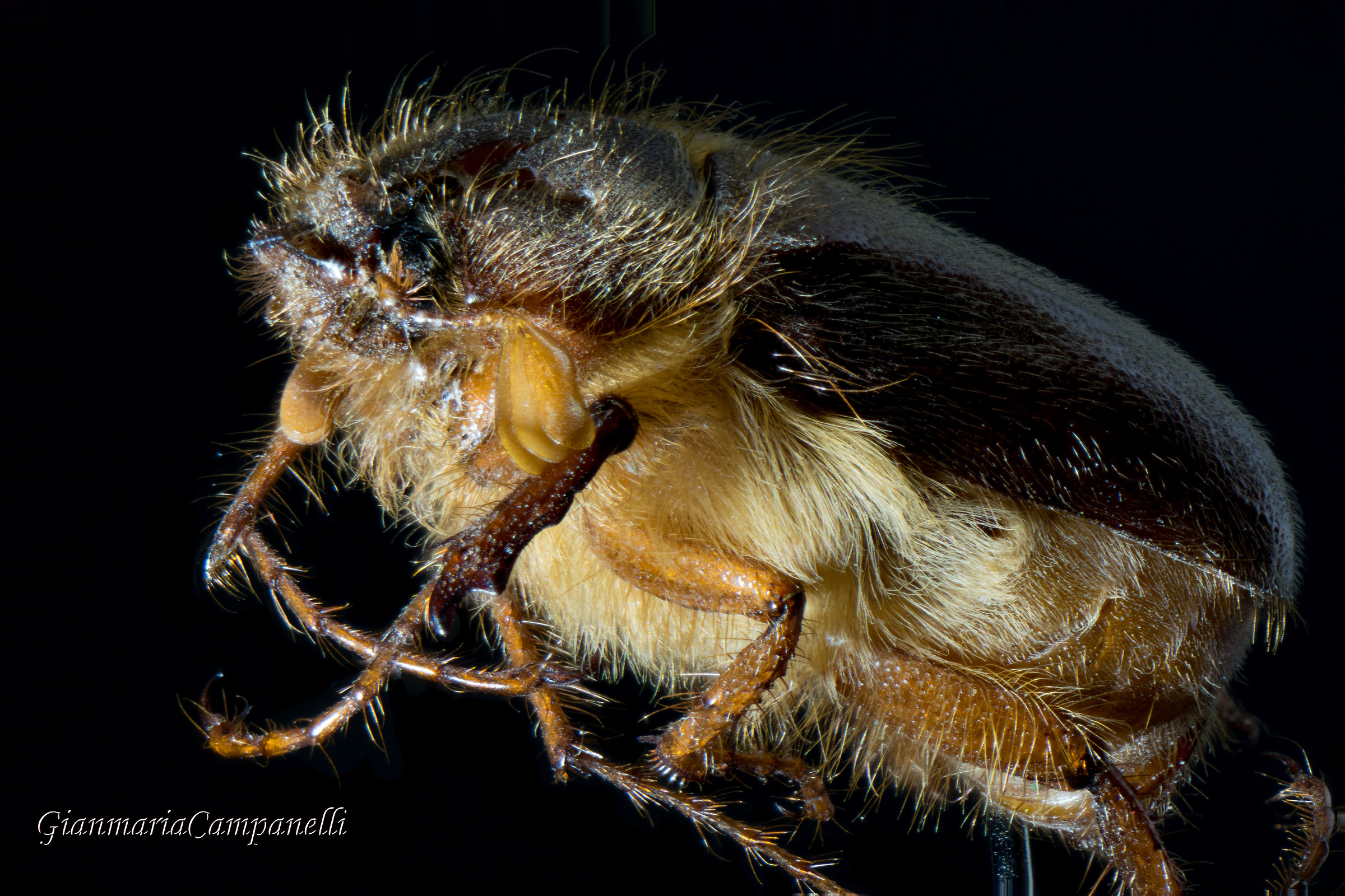 Maggiolino (Melolontha melolontha)