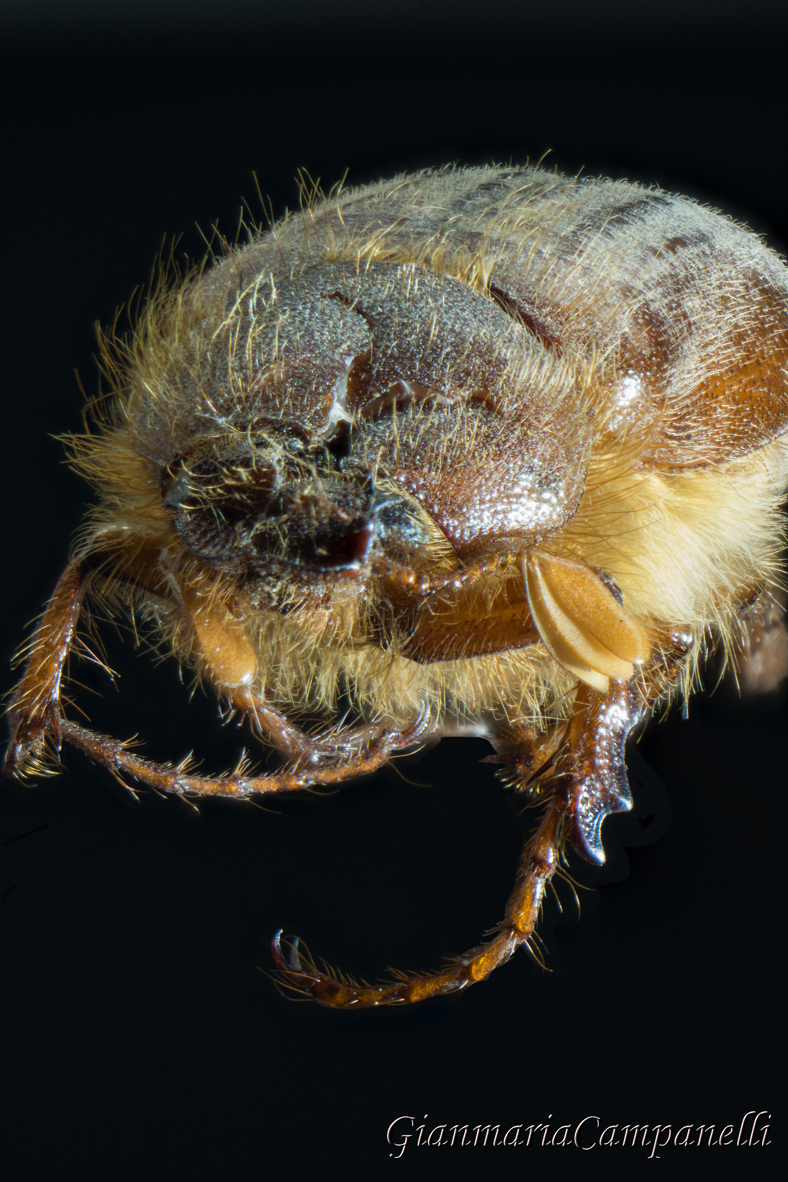 Maggiolino (Melolontha melolontha)1