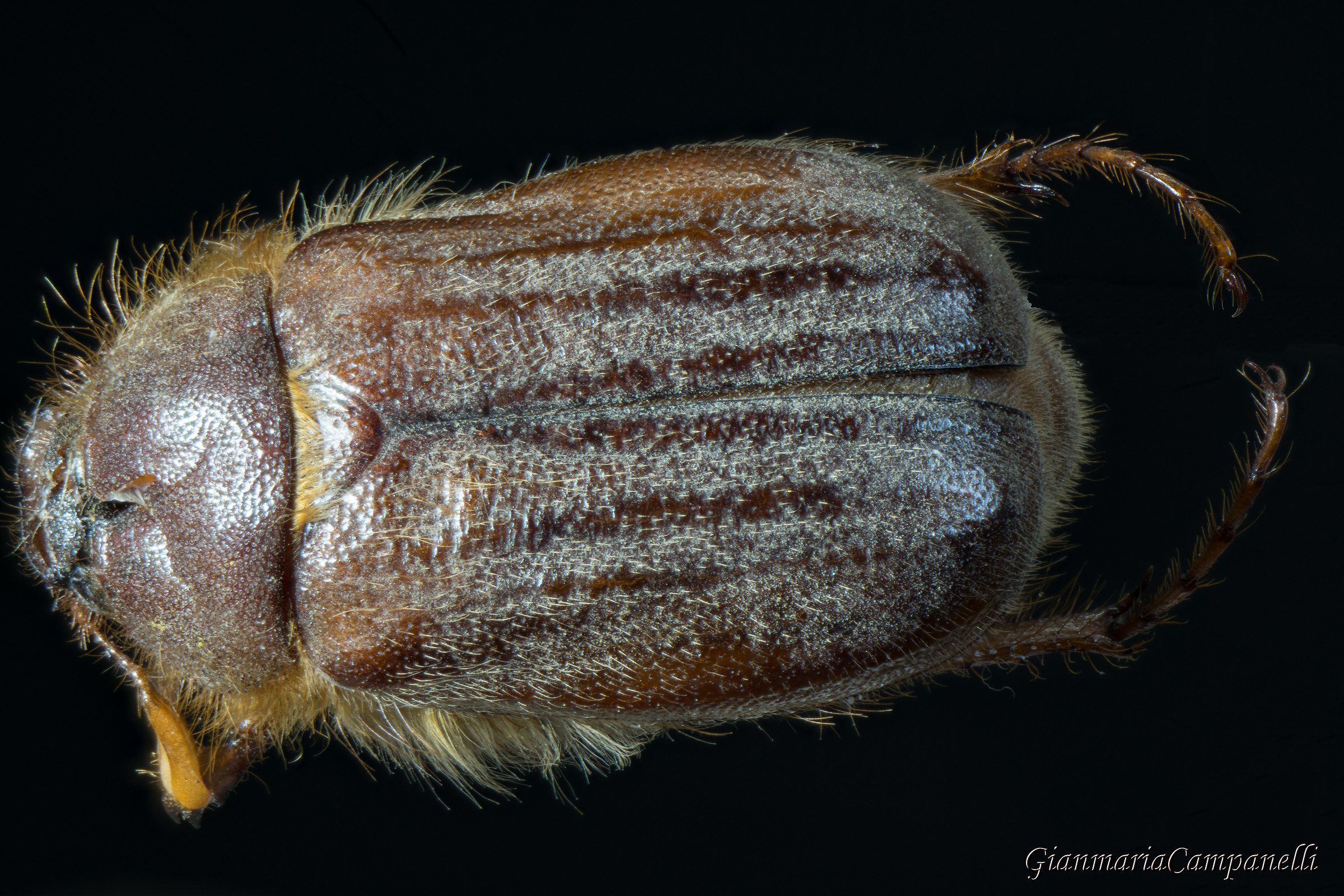 Maggiolino (Melolontha melolontha)2