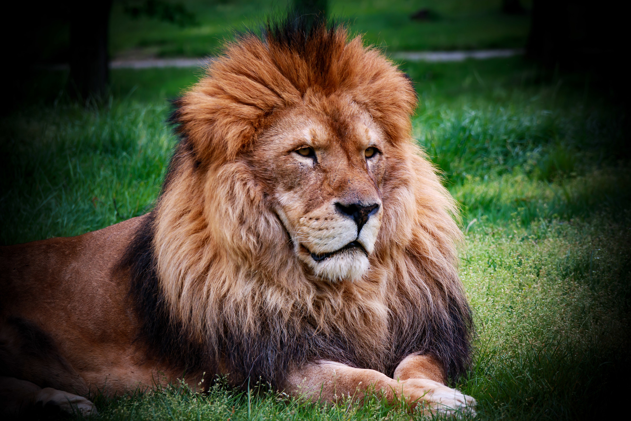 His Majesty "The Lion"