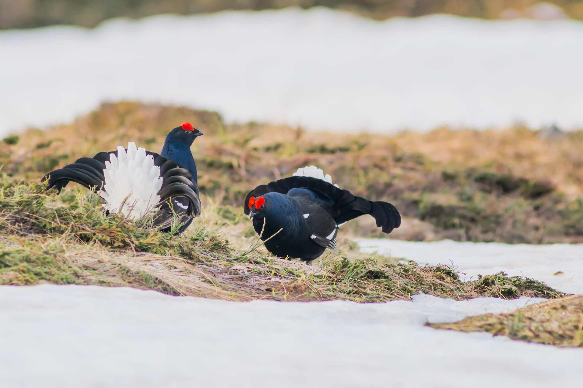 Black grouse