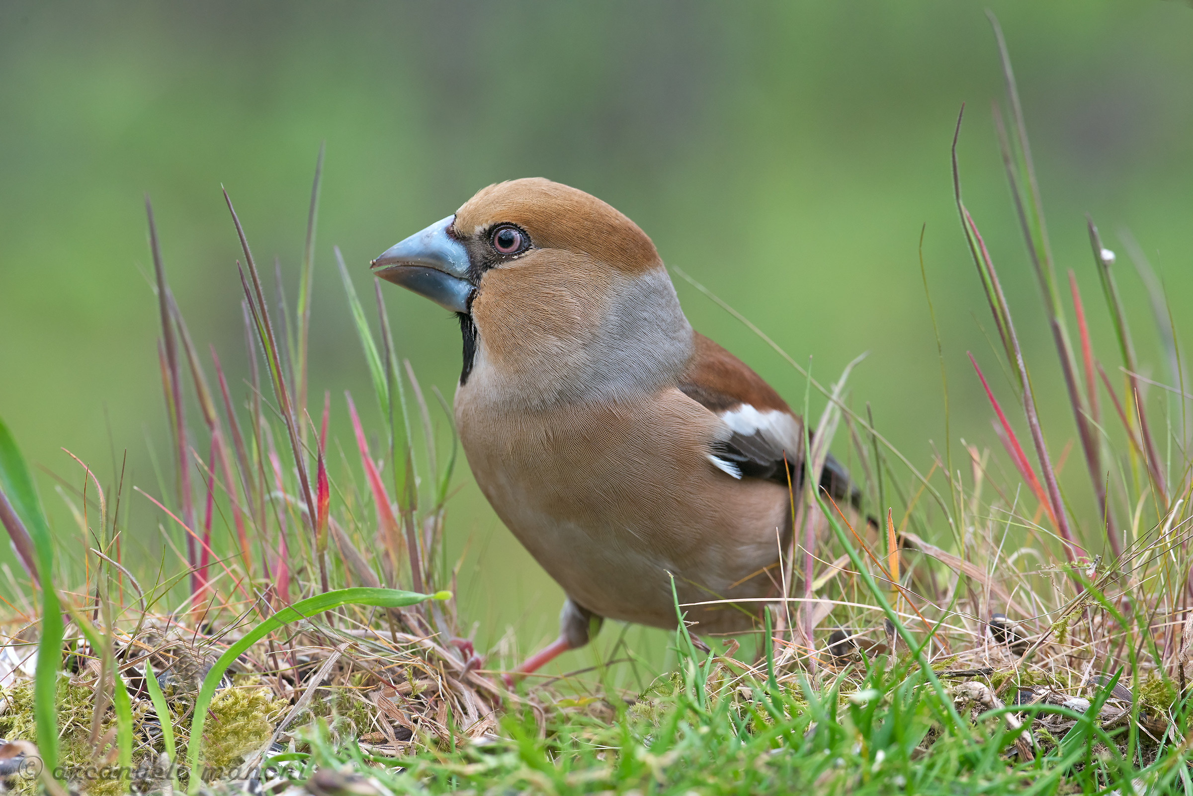 Fleeting appearances in the grass