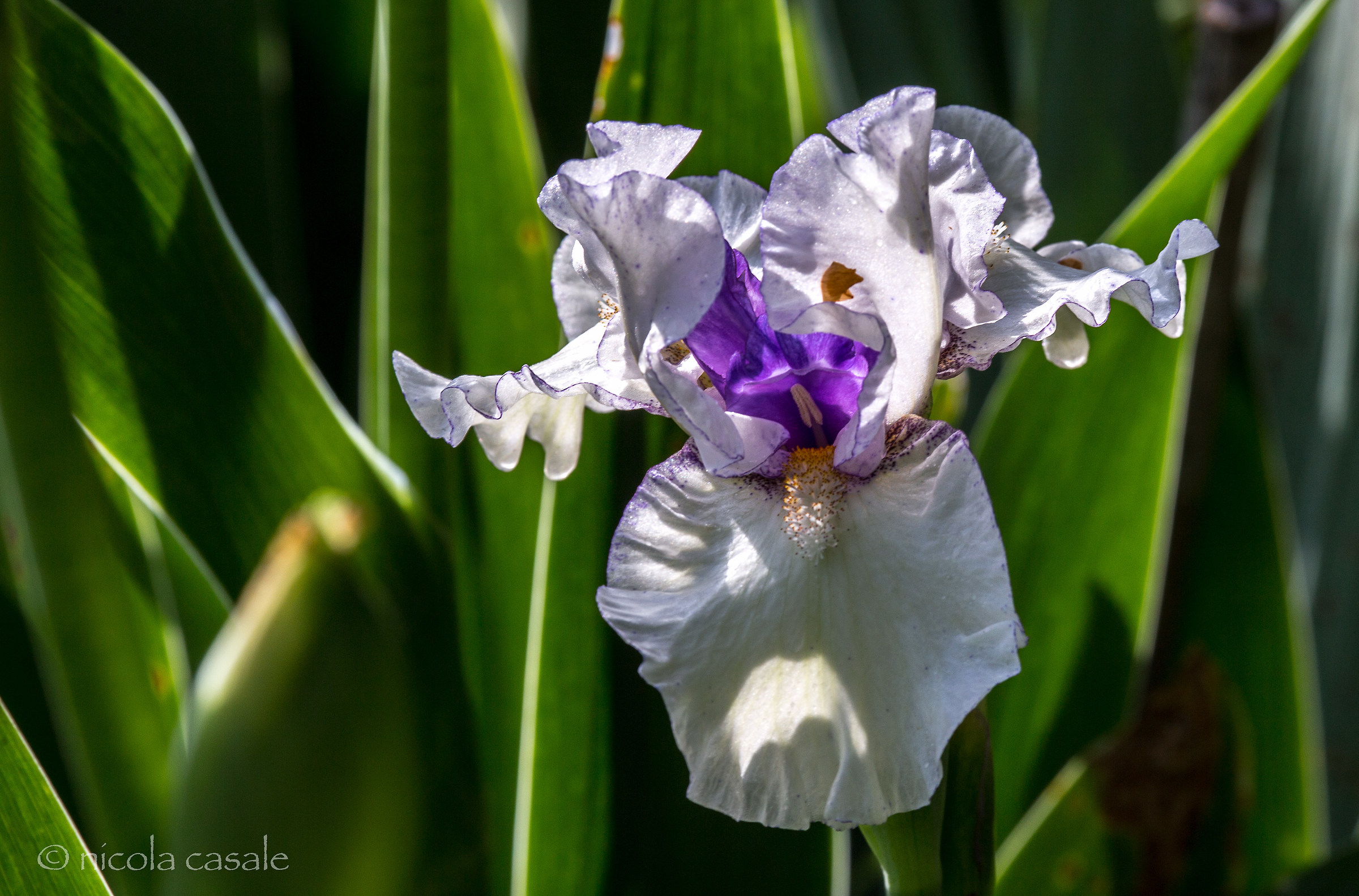 IRIS