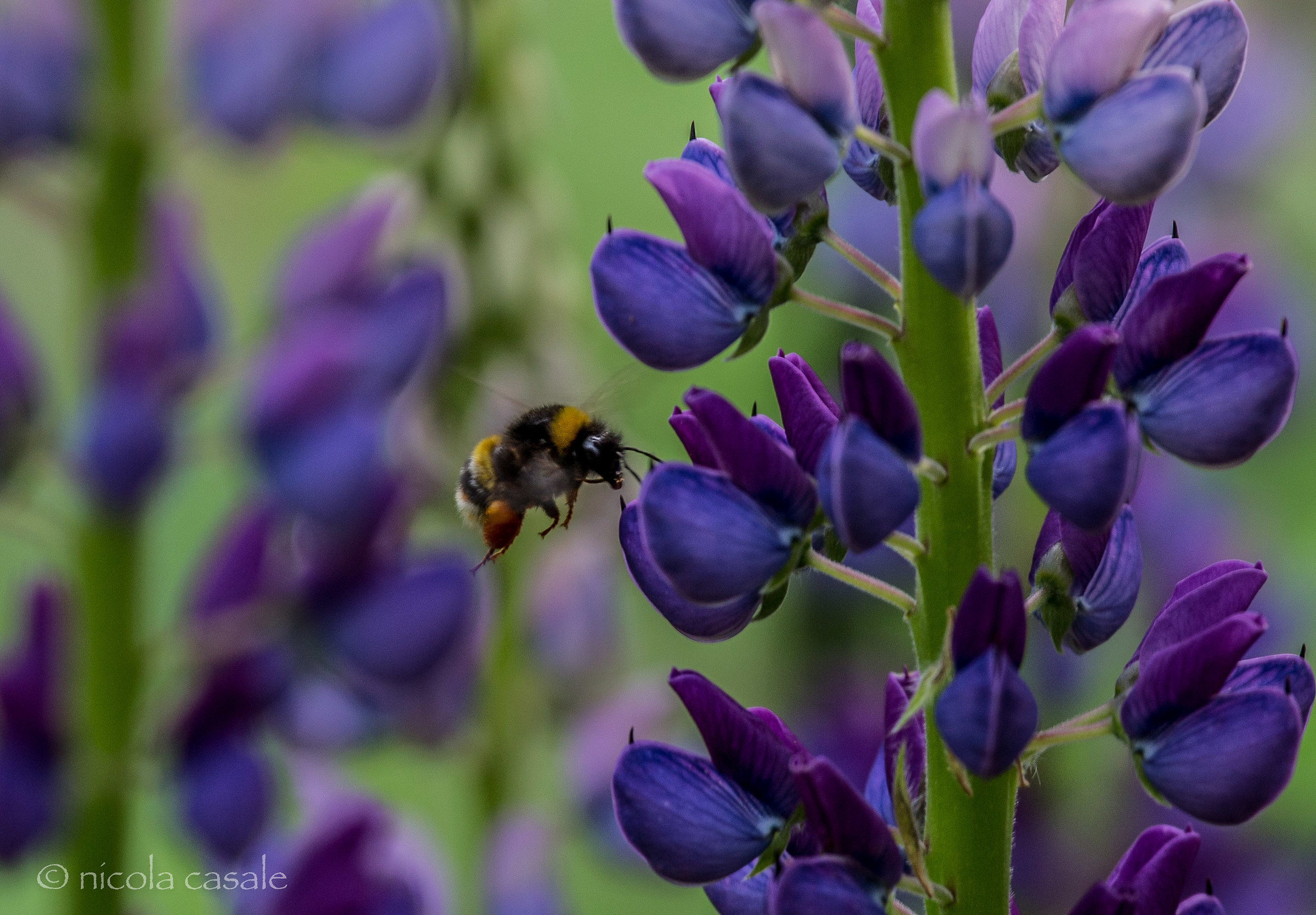 Lupini and Bumblebee