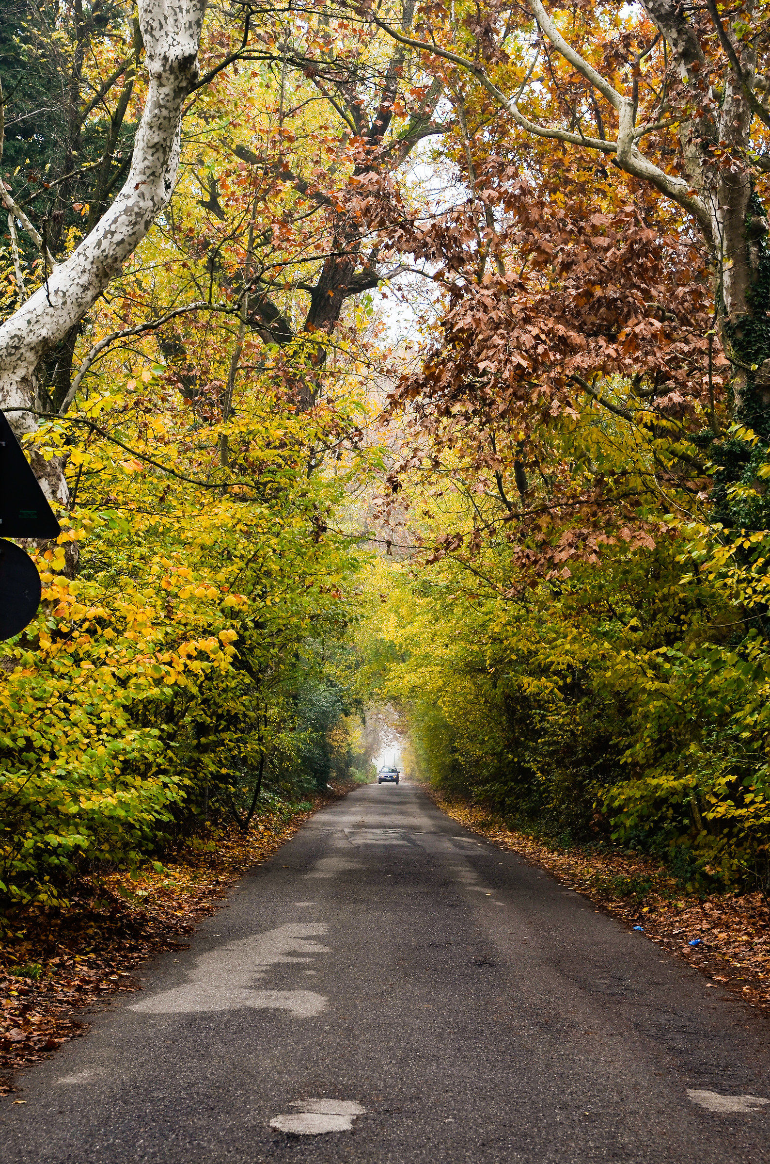 autumn last act. ...