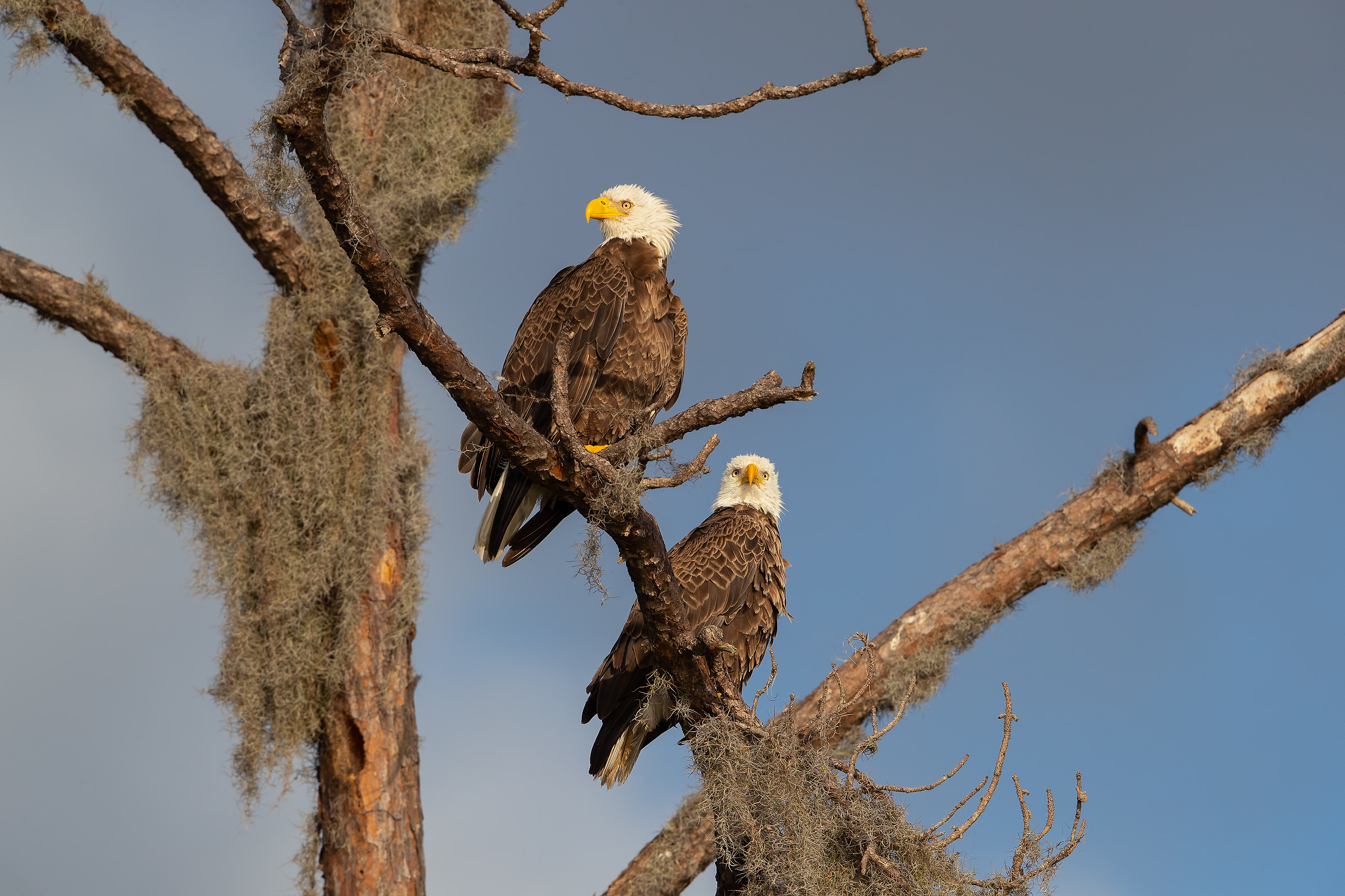 Arriva il temporale !